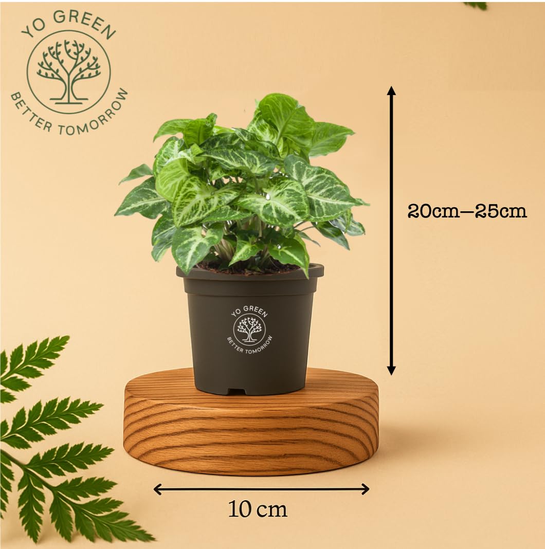 Yo Green Ficus Bonsai Live Plant Indoor - Perfect Bonsai Plant for Home Indoor -Bonsai Tree for Office, Bonsai Plants Gift for Beginners (10 inches-12 inches)