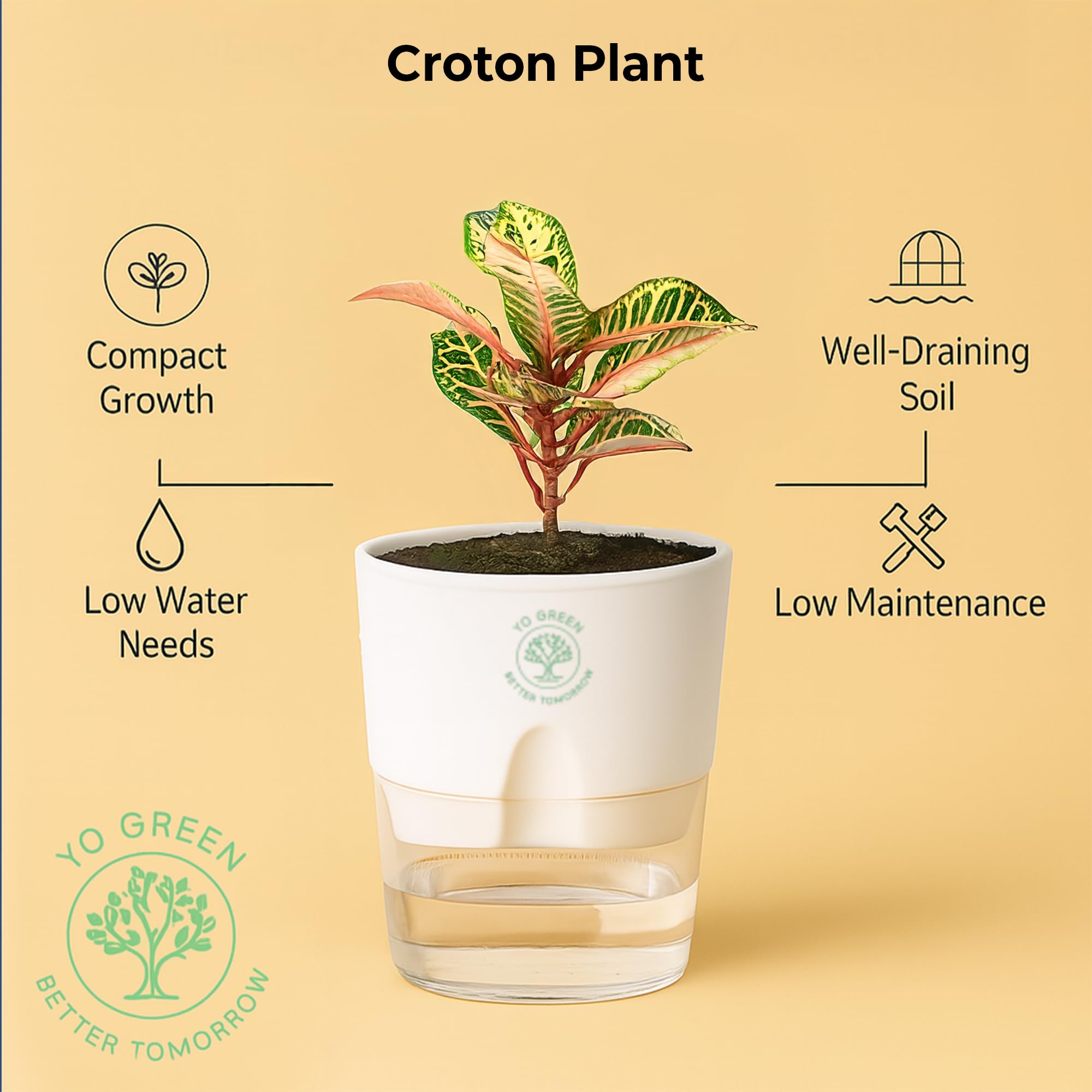 Plants for Living Room - Healthy Indoor Feng Shui Plant, Low Maintenance, Air Purifying