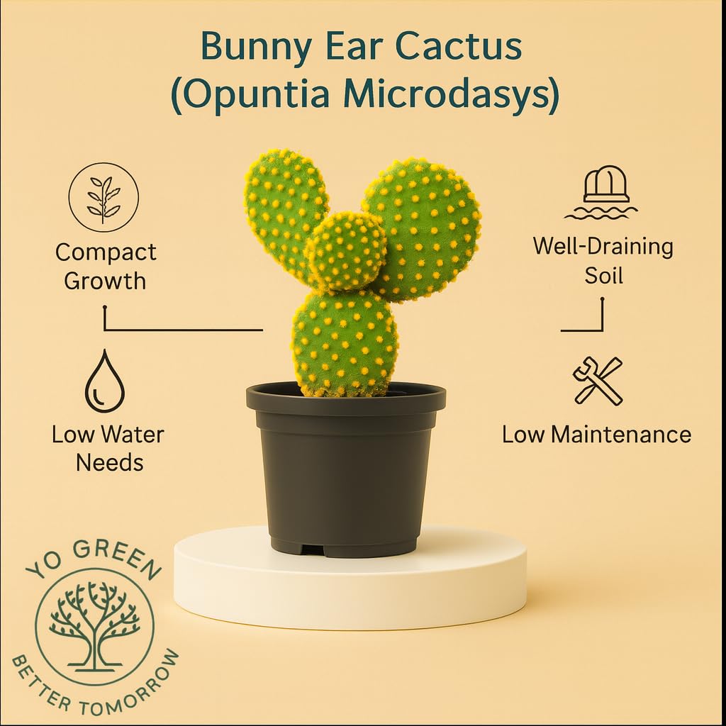 Yo Green succulent plant for Living Room - Healthy Indoor Feng Shui Plant, Low Maintenance, Air Purifying, Home Decor, Gifting, office desk