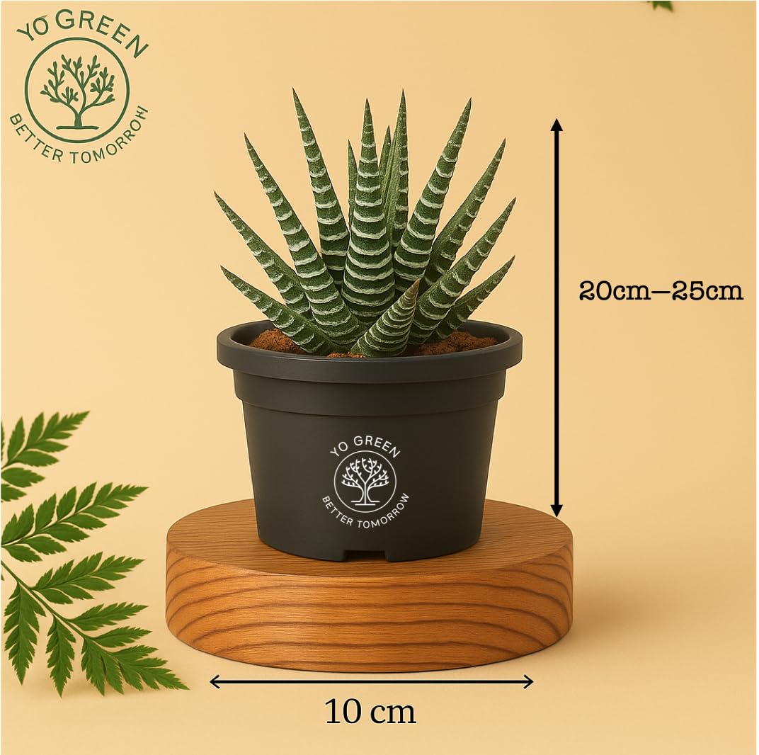 Yo Green succulent plant for Living Room - Healthy Indoor Feng Shui Plant, Low Maintenance, Air Purifying, Home Decor, Gifting, office desk