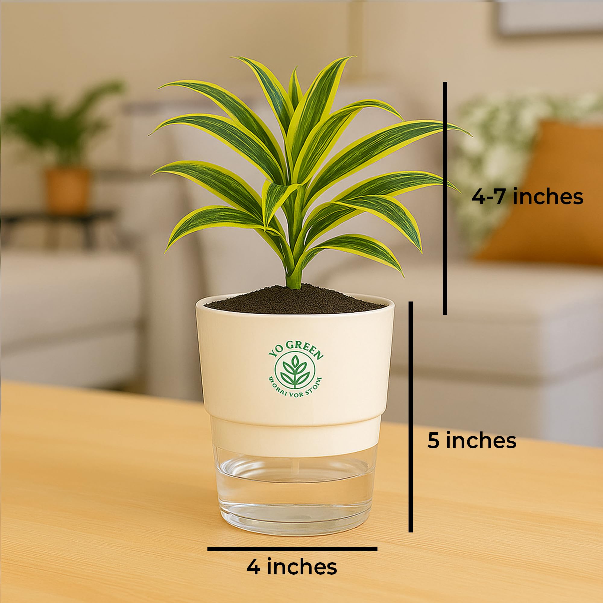 Plants for Living Room - Healthy Indoor Feng Shui Plant, Low Maintenance, Air Purifying