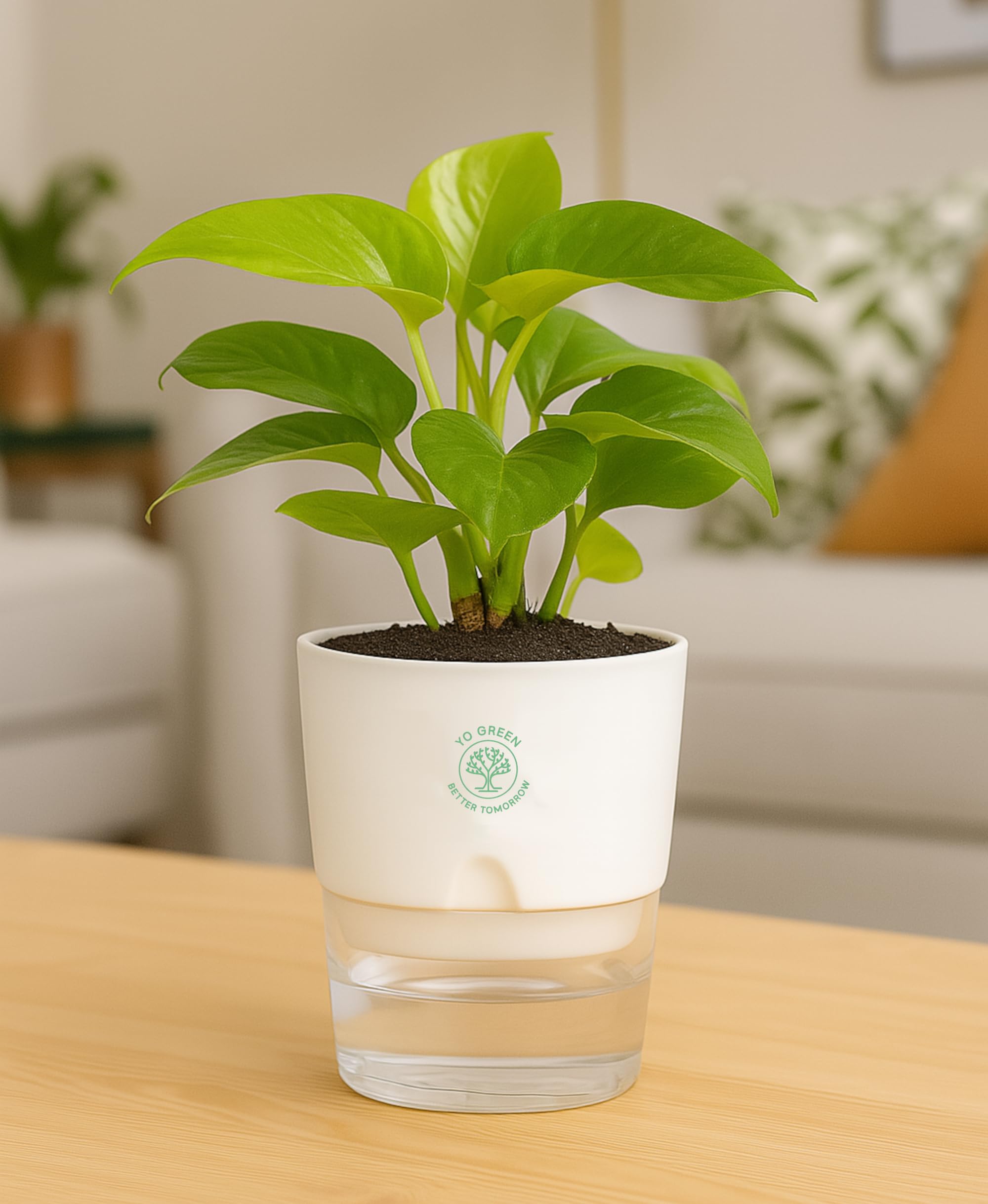 Yo Green Ficus Bonsai Live Plant Indoor - Perfect Bonsai Plant for Home Indoor -Bonsai Tree for Office, Bonsai Plants Gift for Beginners (10 inches-12 inches)