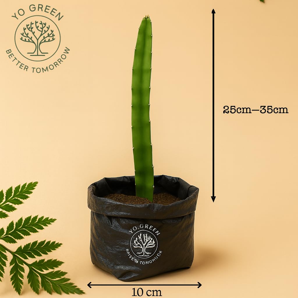 Yo Green High Yield Hybrid All Seasons Tangerine Fruit Tree Live Plant for Home Kitchen Terrace Garden Santre Ka Podha Santre Phal Ka Paudha Grafted Outdoor