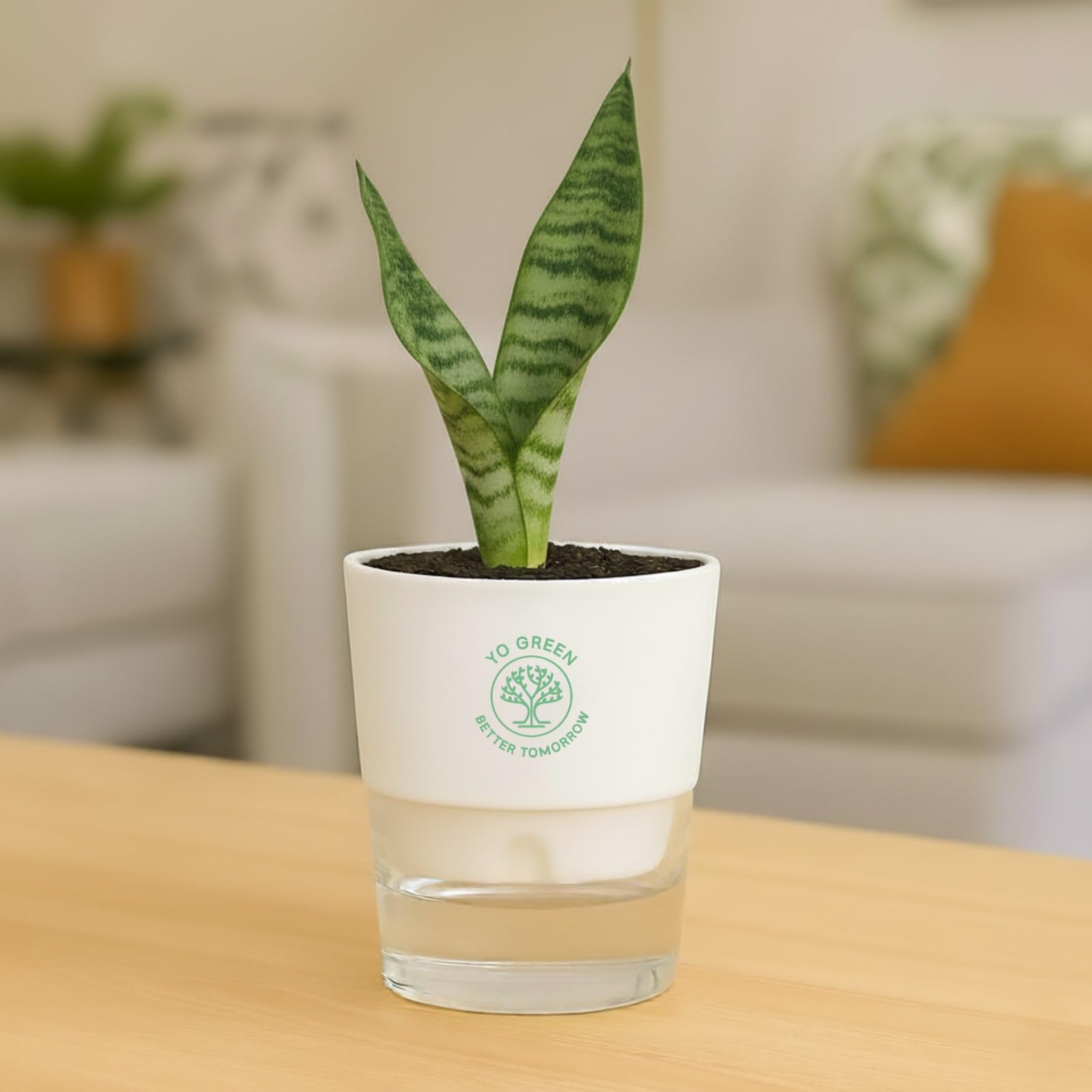 Plants for Living Room - Healthy Indoor Feng Shui Plant, Low Maintenance, Air Purifying