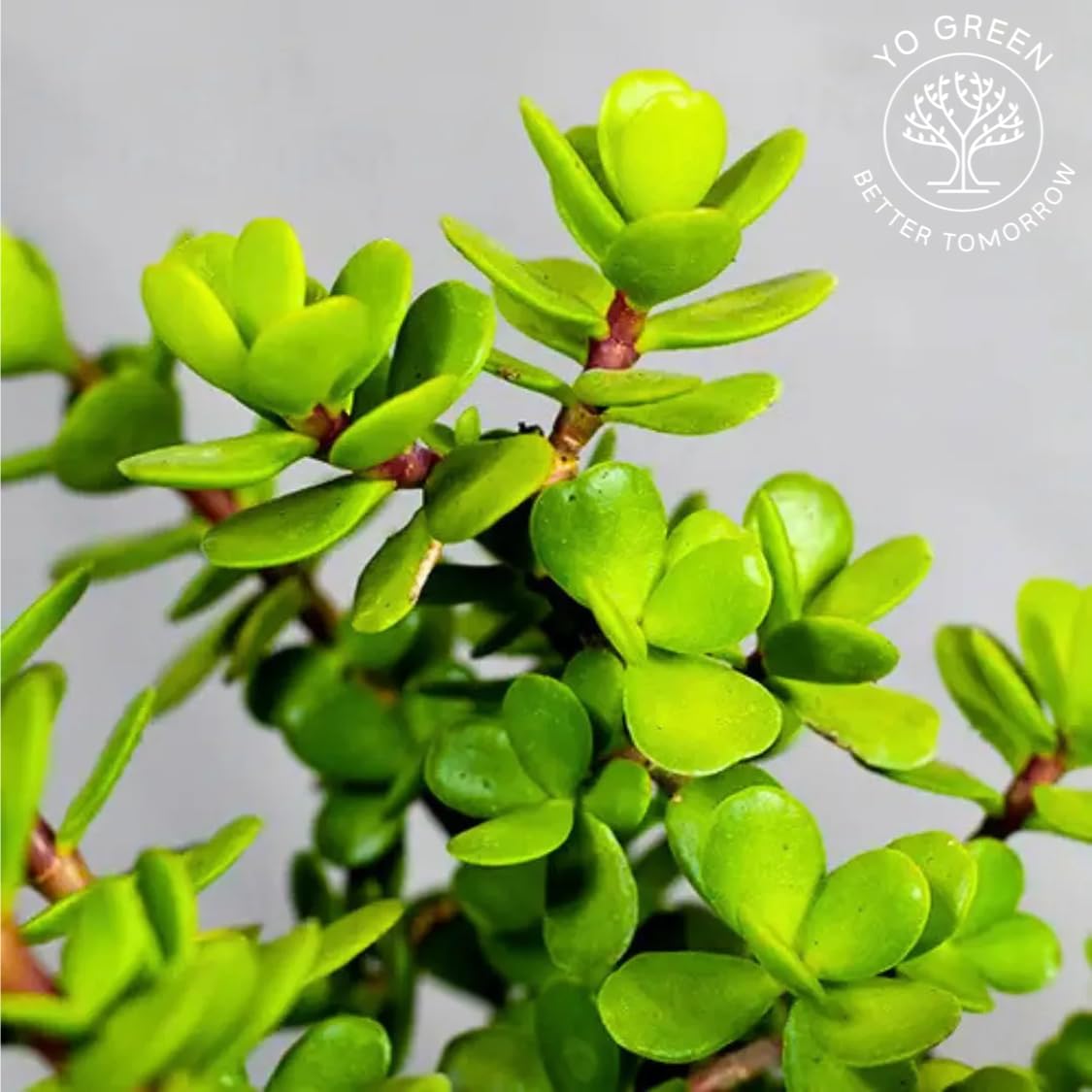 Yo Green succulent plant for Living Room - Healthy Indoor Feng Shui Plant, Low Maintenance, Air Purifying, Home Decor, Gifting, office desk
