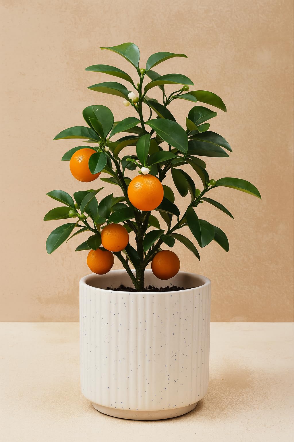 Yo Green High Yield Hybrid All Seasons Tangerine Fruit Tree Live Plant for Home Kitchen Terrace Garden Santre Ka Podha Santre Phal Ka Paudha Grafted Outdoor
