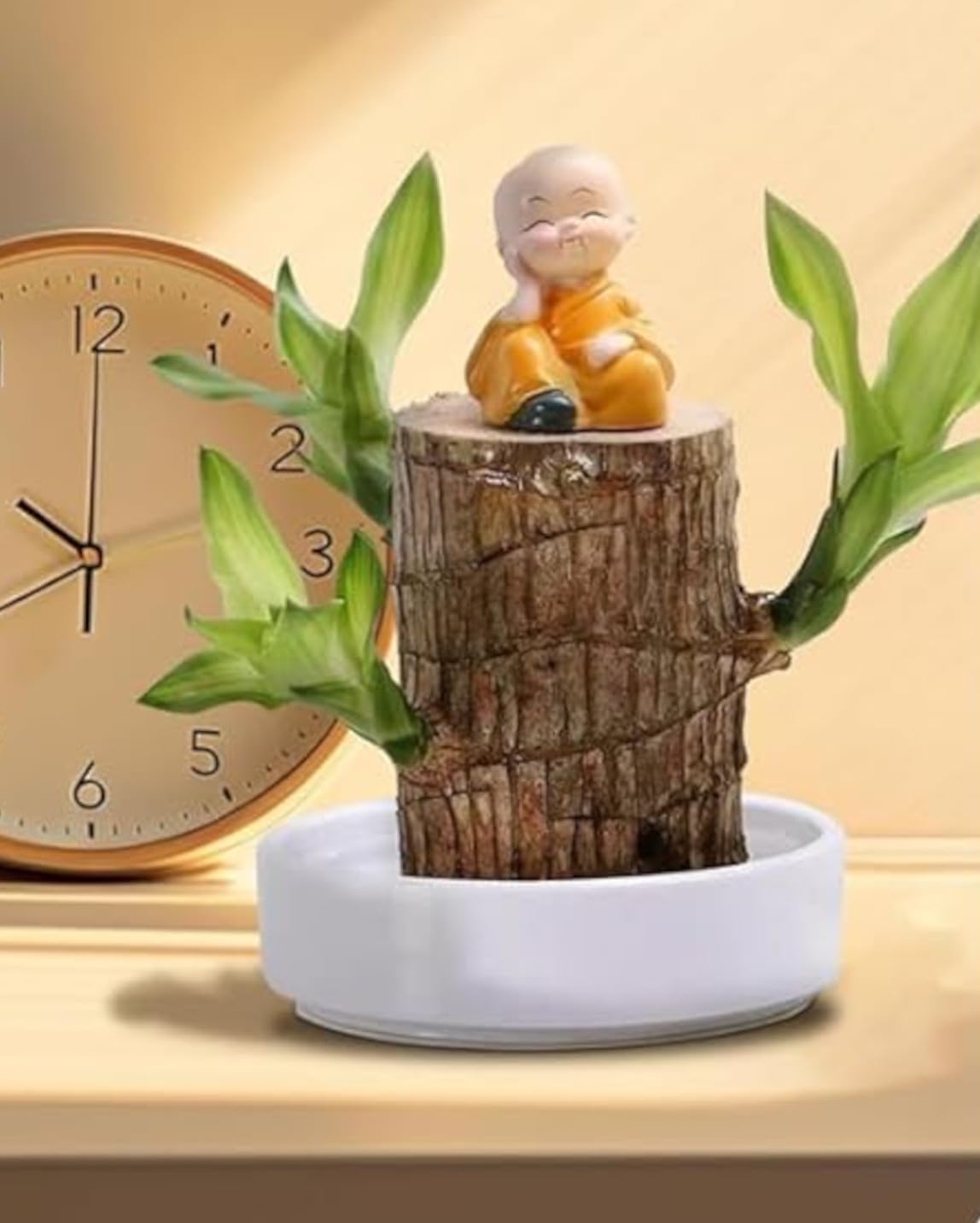 Yo Green Lucky Brazilian Wood Plant for Living Room - Healthy Indoor Feng Shui Plant, Low Maintenance Air Purifying Decor