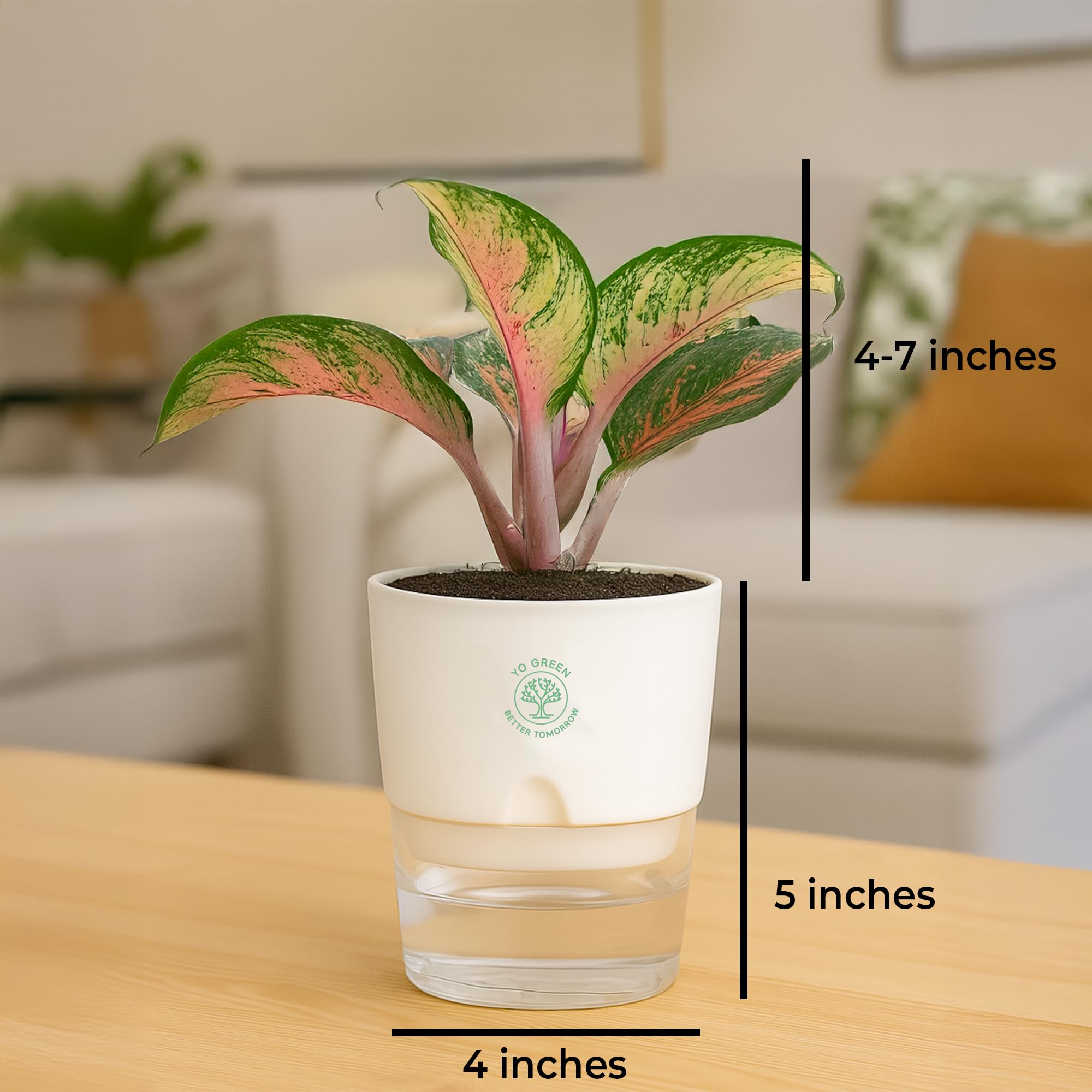 Plants for Living Room - Healthy Indoor Feng Shui Plant, Low Maintenance, Air Purifying