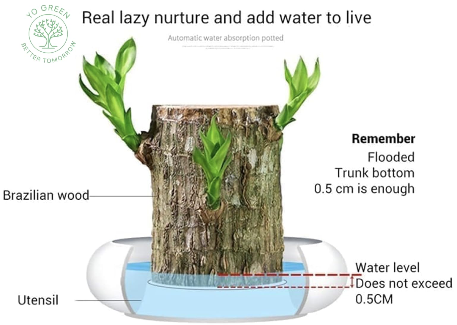 Yo Green Lucky Brazilian Wood Plant for Living Room - Healthy Indoor Feng Shui Plant, Low Maintenance Air Purifying Decor