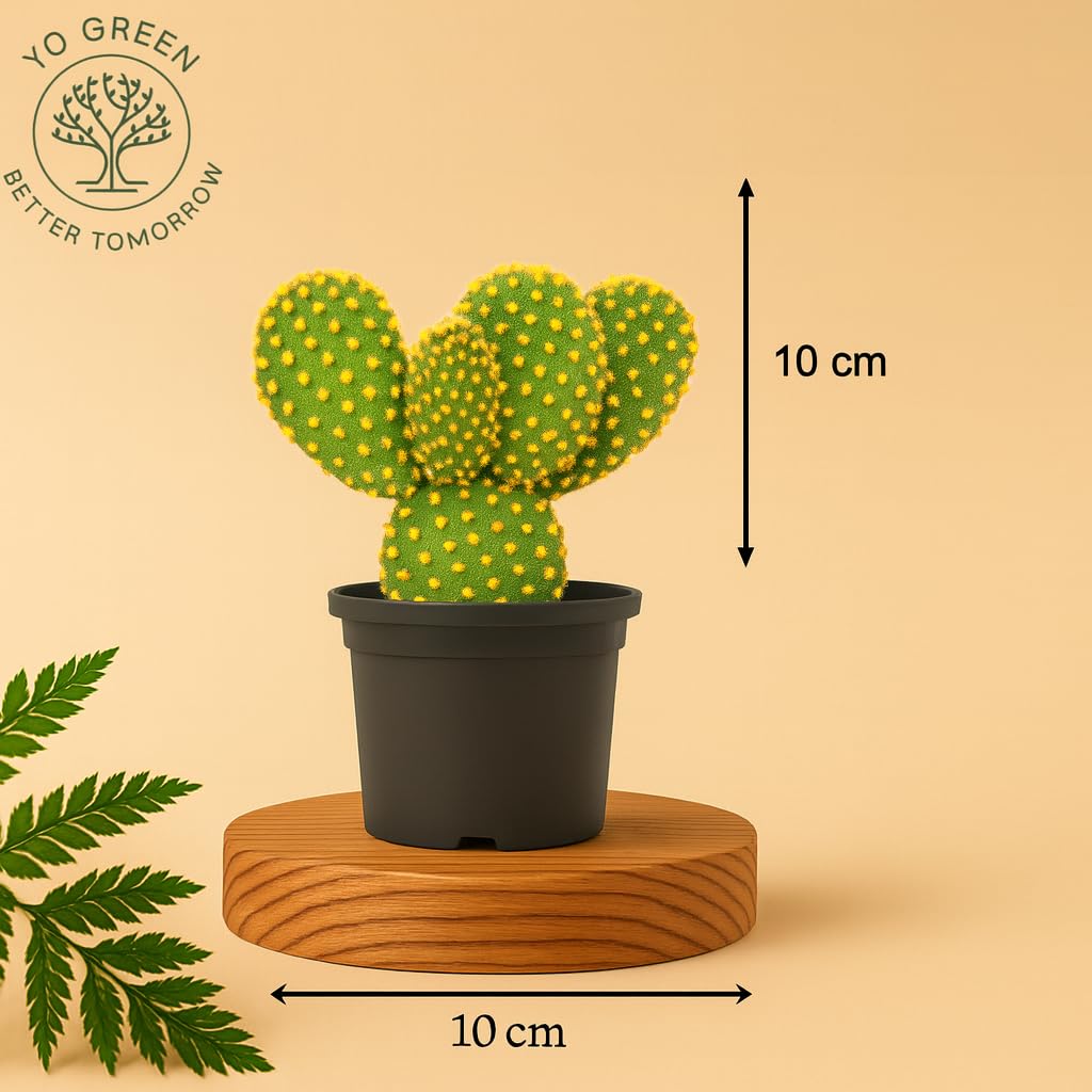 Yo Green succulent plant for Living Room - Healthy Indoor Feng Shui Plant, Low Maintenance, Air Purifying, Home Decor, Gifting, office desk