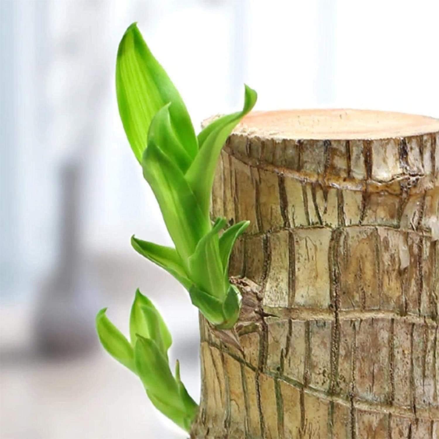 Yo Green Lucky Brazilian Wood Plant for Living Room - Healthy Indoor Feng Shui Plant, Low Maintenance Air Purifying Decor