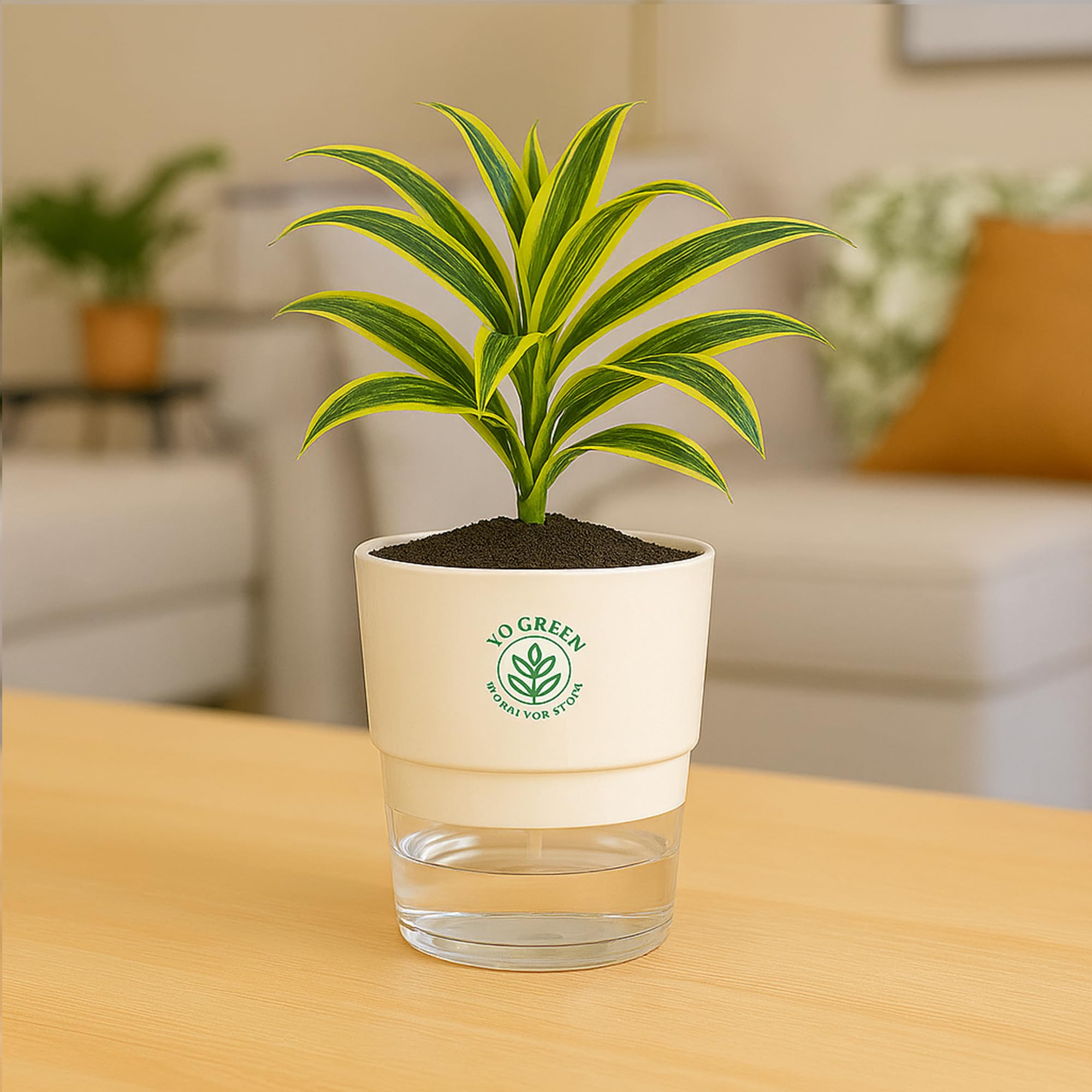 Plants for Living Room - Healthy Indoor Feng Shui Plant, Low Maintenance, Air Purifying