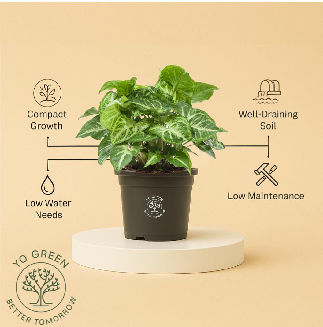 Yo Green Ficus Bonsai Live Plant Indoor - Perfect Bonsai Plant for Home Indoor -Bonsai Tree for Office, Bonsai Plants Gift for Beginners (10 inches-12 inches)