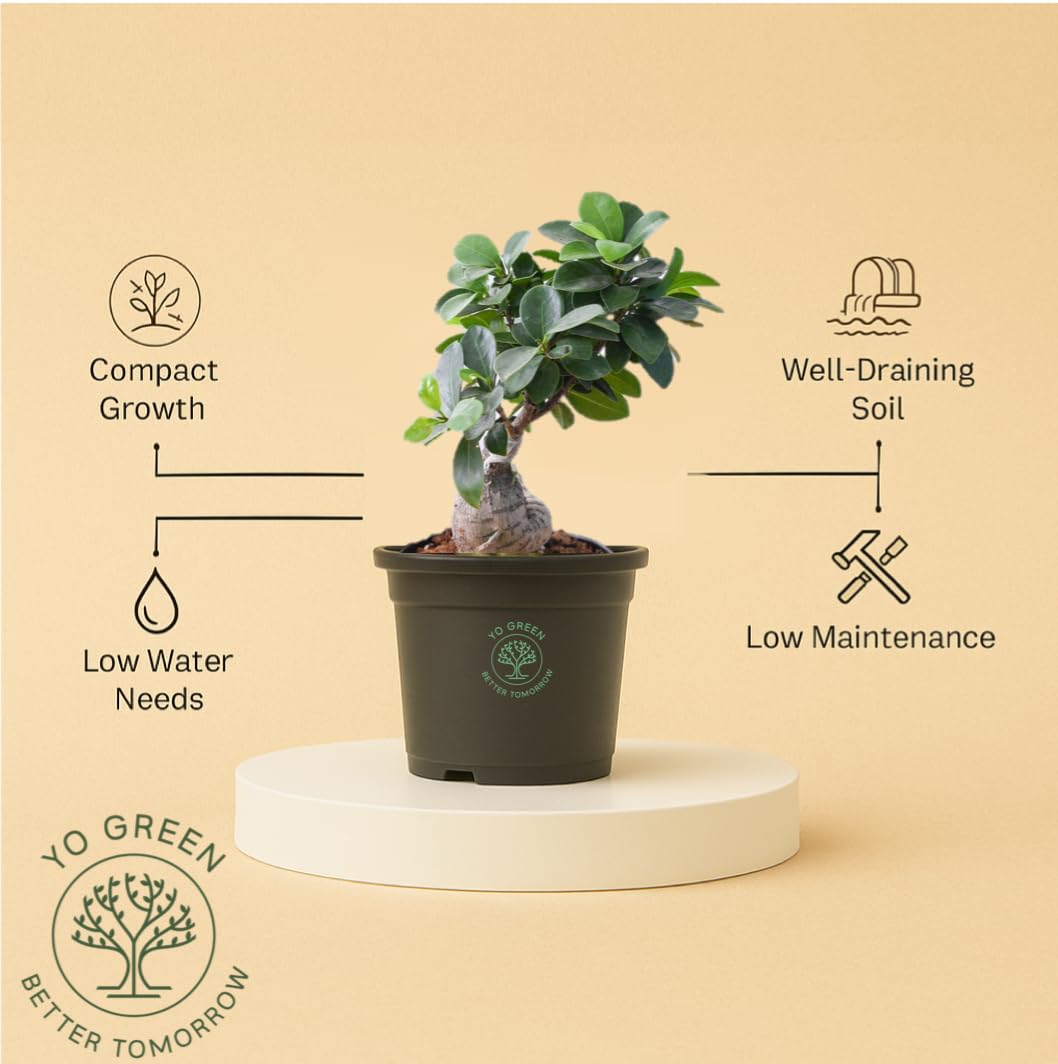 Yo Green Ficus Bonsai Live Plant Indoor - Perfect Bonsai Plant for Home Indoor -Bonsai Tree for Office, Bonsai Plants Gift for Beginners (10 inches-12 inches)