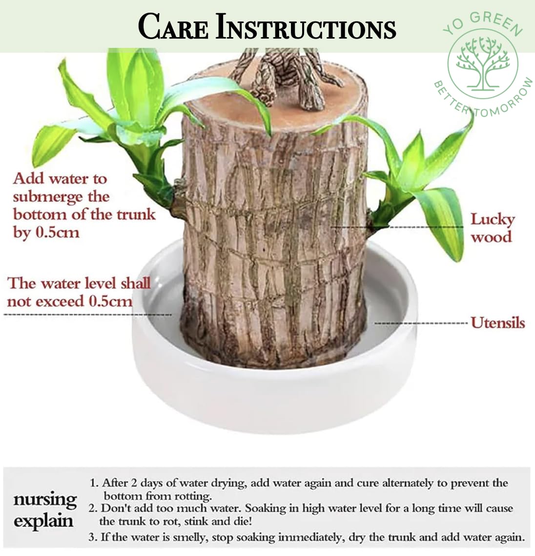 Yo Green Lucky Brazilian Wood Plant for Living Room - Healthy Indoor Feng Shui Plant, Low Maintenance Air Purifying Decor