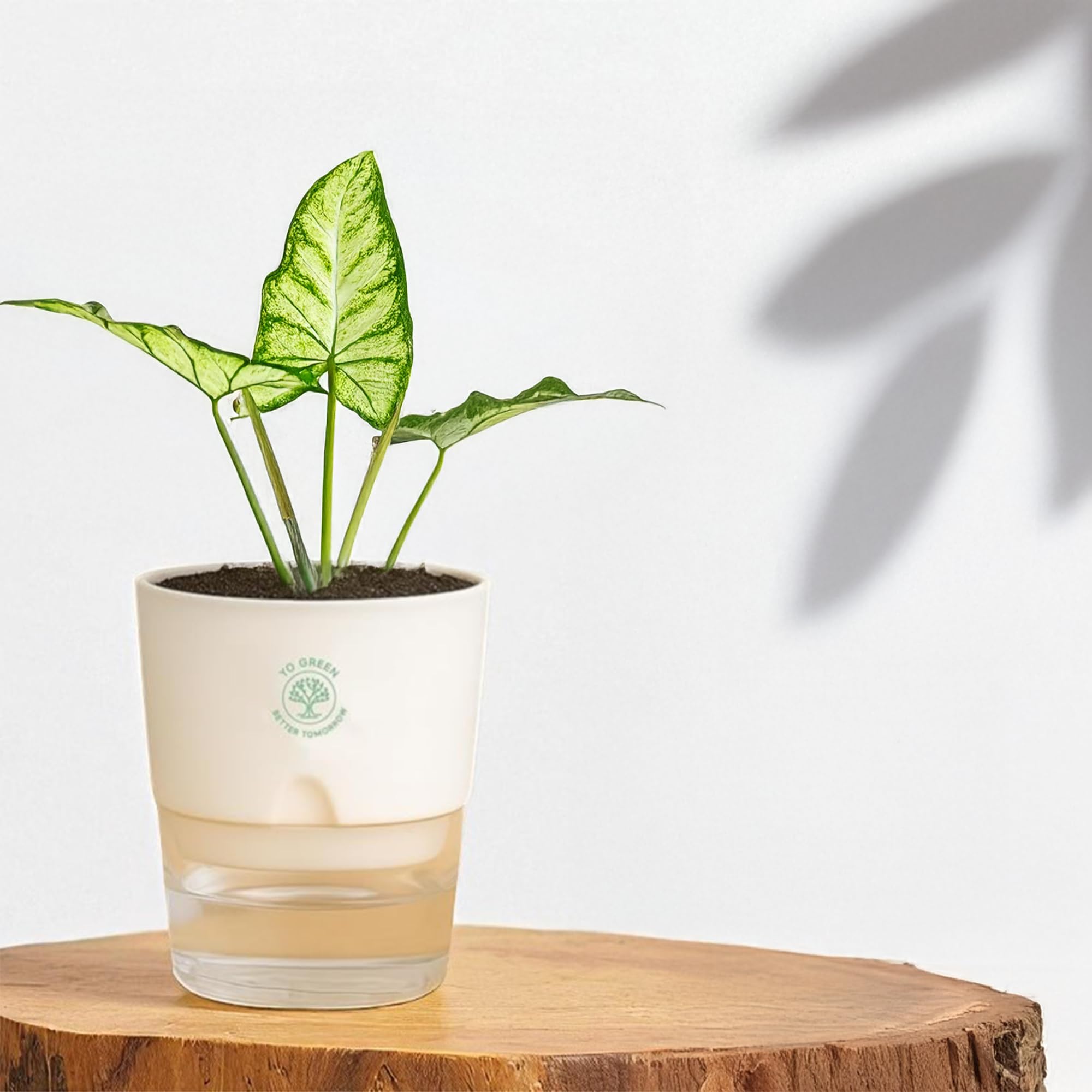 Plants for Living Room - Healthy Indoor Feng Shui Plant, Low Maintenance, Air Purifying