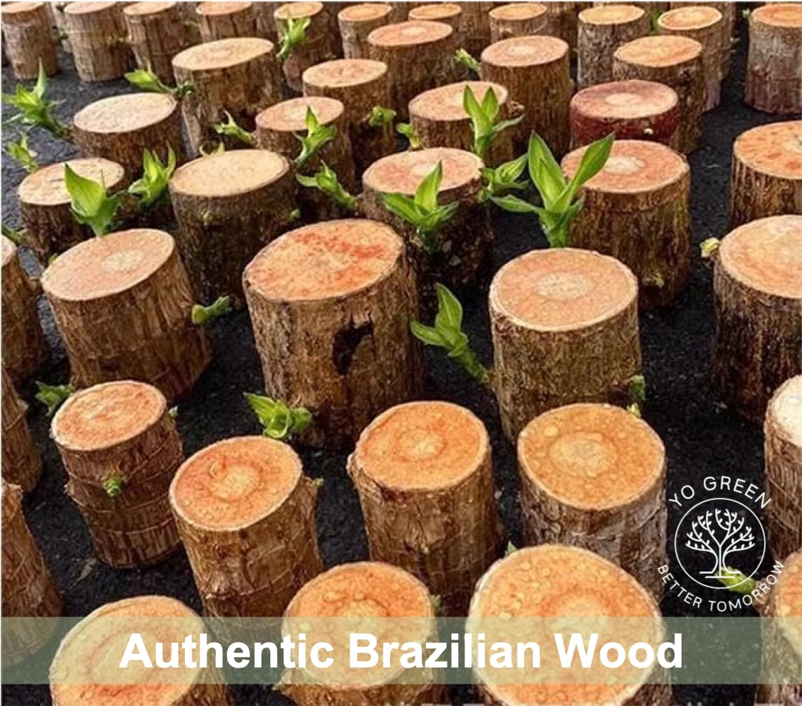 Yo Green Lucky Brazilian Wood Plant for Living Room - Healthy Indoor Feng Shui Plant, Low Maintenance Air Purifying Decor