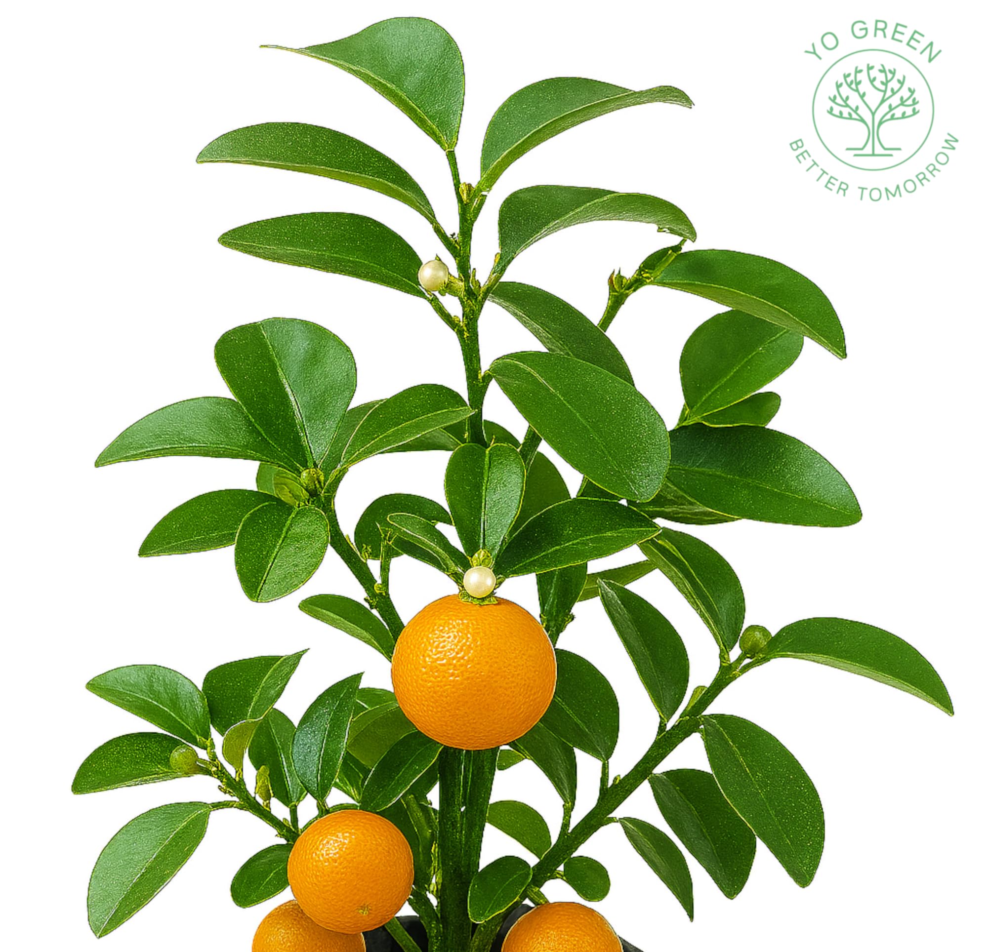 Yo Green High Yield Hybrid All Seasons Tangerine Fruit Tree Live Plant for Home Kitchen Terrace Garden Santre Ka Podha Santre Phal Ka Paudha Grafted Outdoor
