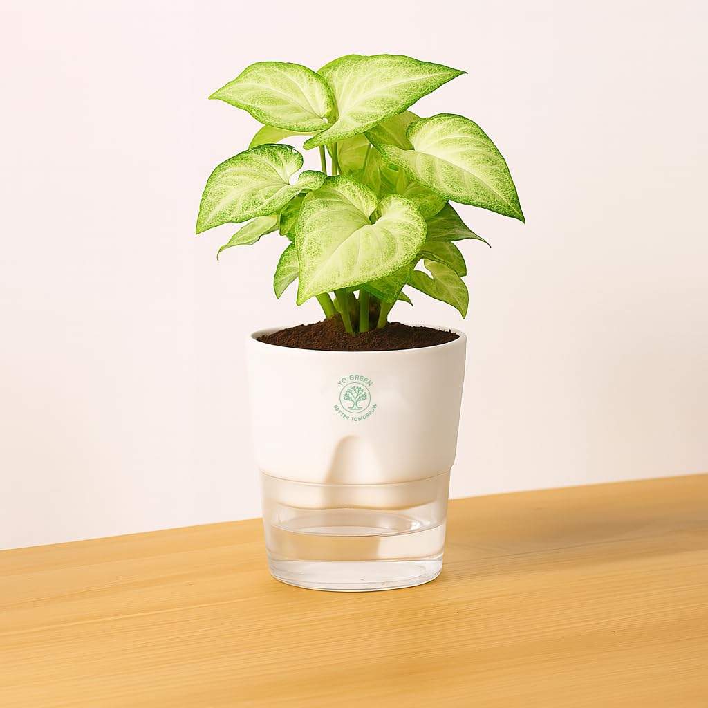 Yo Green Ficus Bonsai Live Plant Indoor - Perfect Bonsai Plant for Home Indoor -Bonsai Tree for Office, Bonsai Plants Gift for Beginners (10 inches-12 inches)