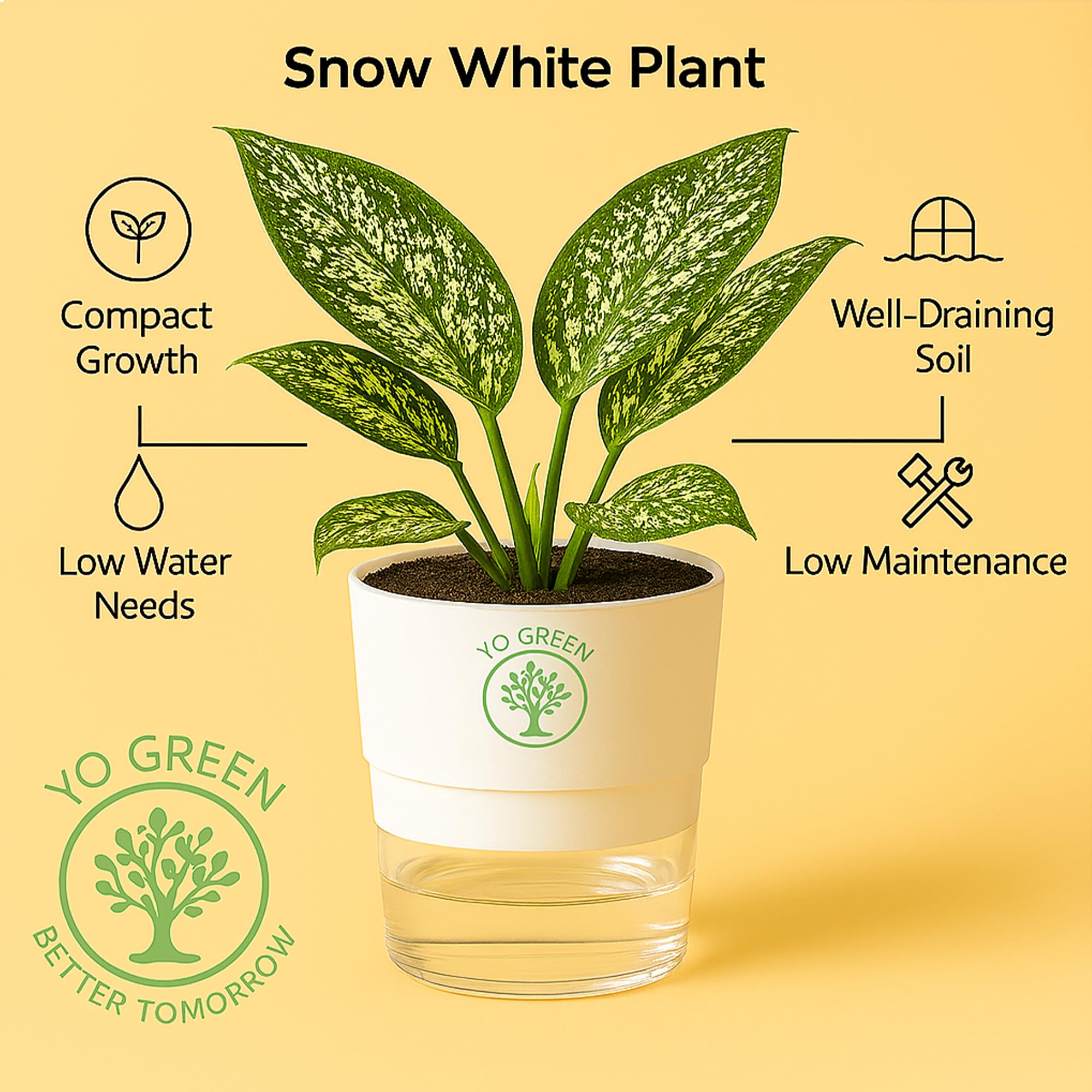 Plants for Living Room - Healthy Indoor Feng Shui Plant, Low Maintenance, Air Purifying