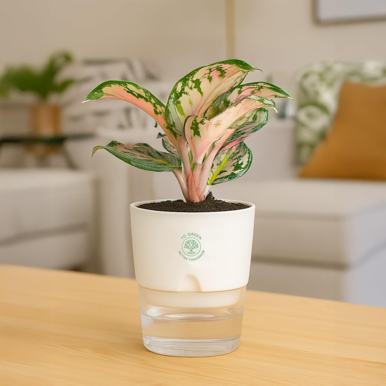 Plants for Living Room - Healthy Indoor Feng Shui Plant, Low Maintenance, Air Purifying