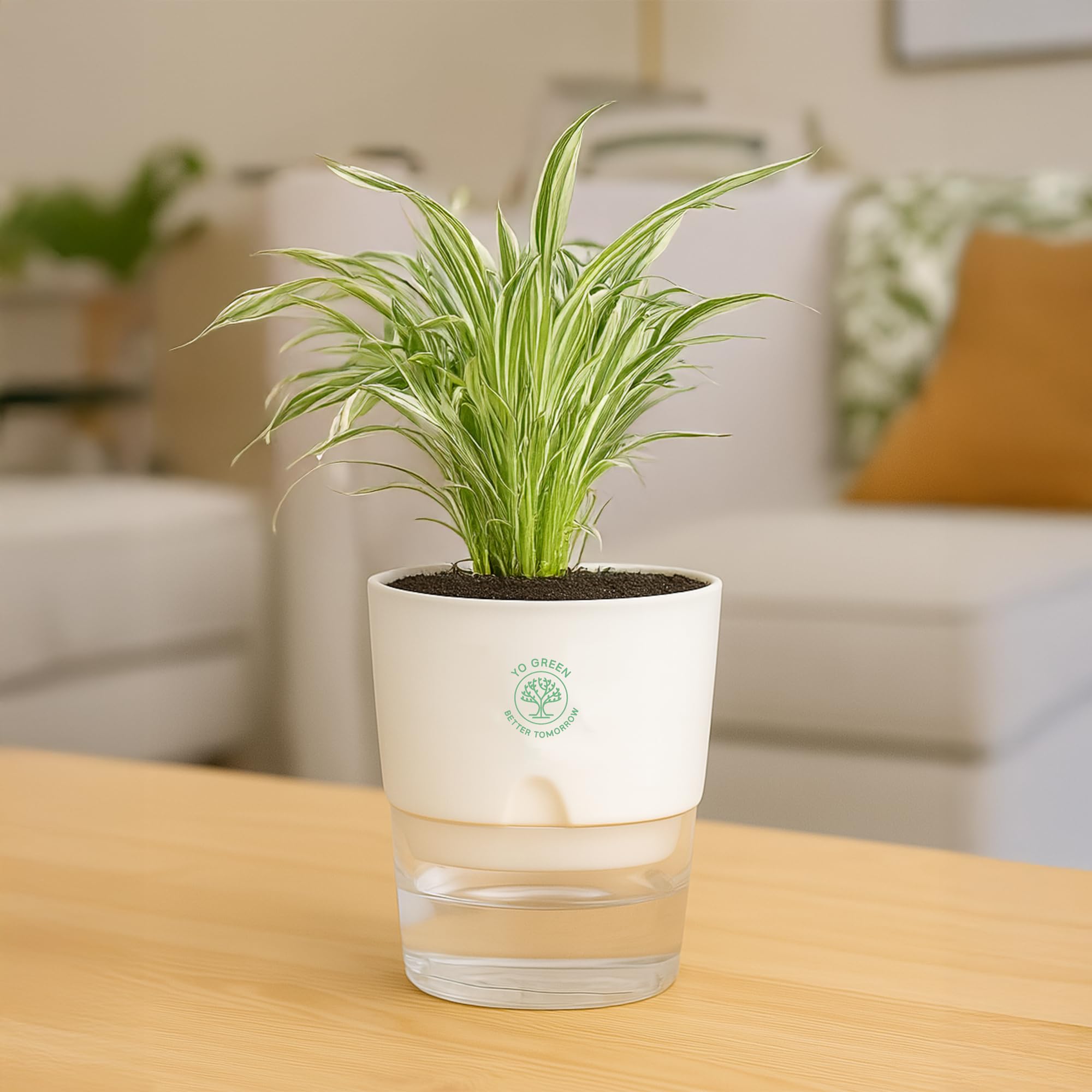 Plants for Living Room - Healthy Indoor Feng Shui Plant, Low Maintenance, Air Purifying
