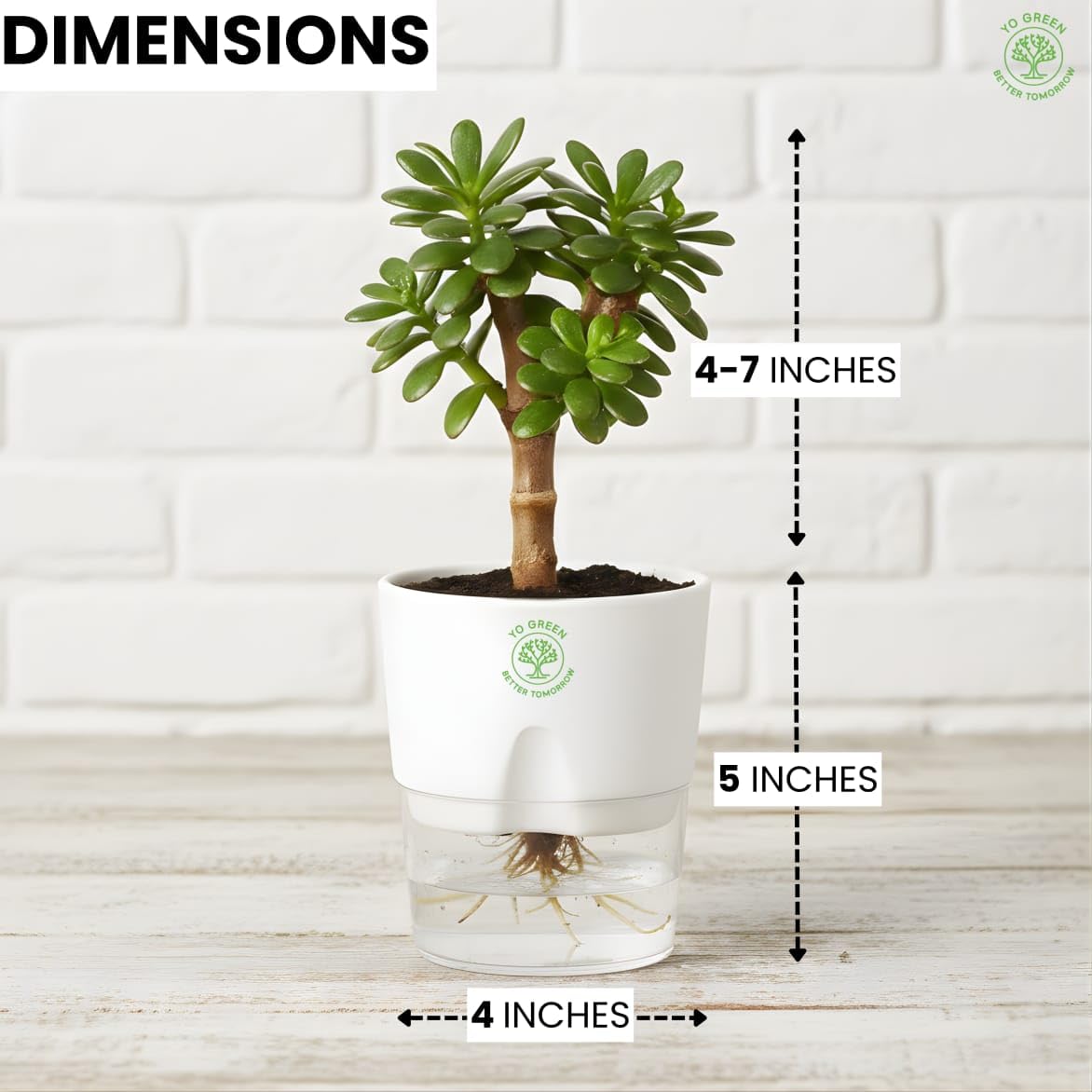 Plants for Living Room - Healthy Indoor Feng Shui Plant, Low Maintenance, Air Purifying