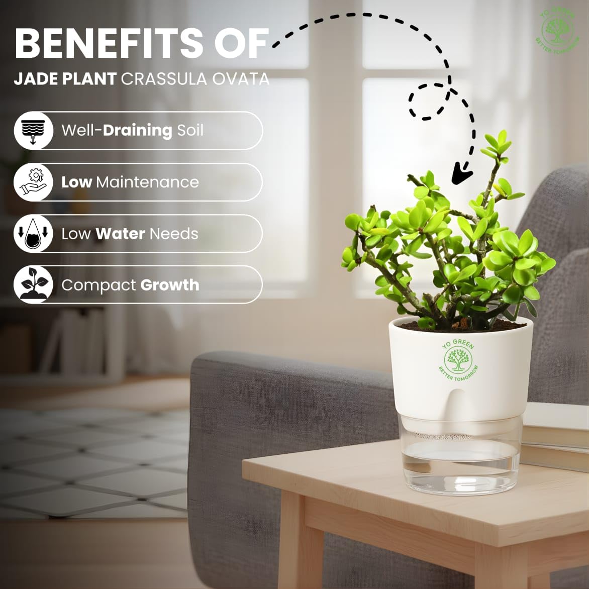 Yo Green Ficus Bonsai Live Plant Indoor - Perfect Bonsai Plant for Home Indoor -Bonsai Tree for Office, Bonsai Plants Gift for Beginners (10 inches-12 inches)