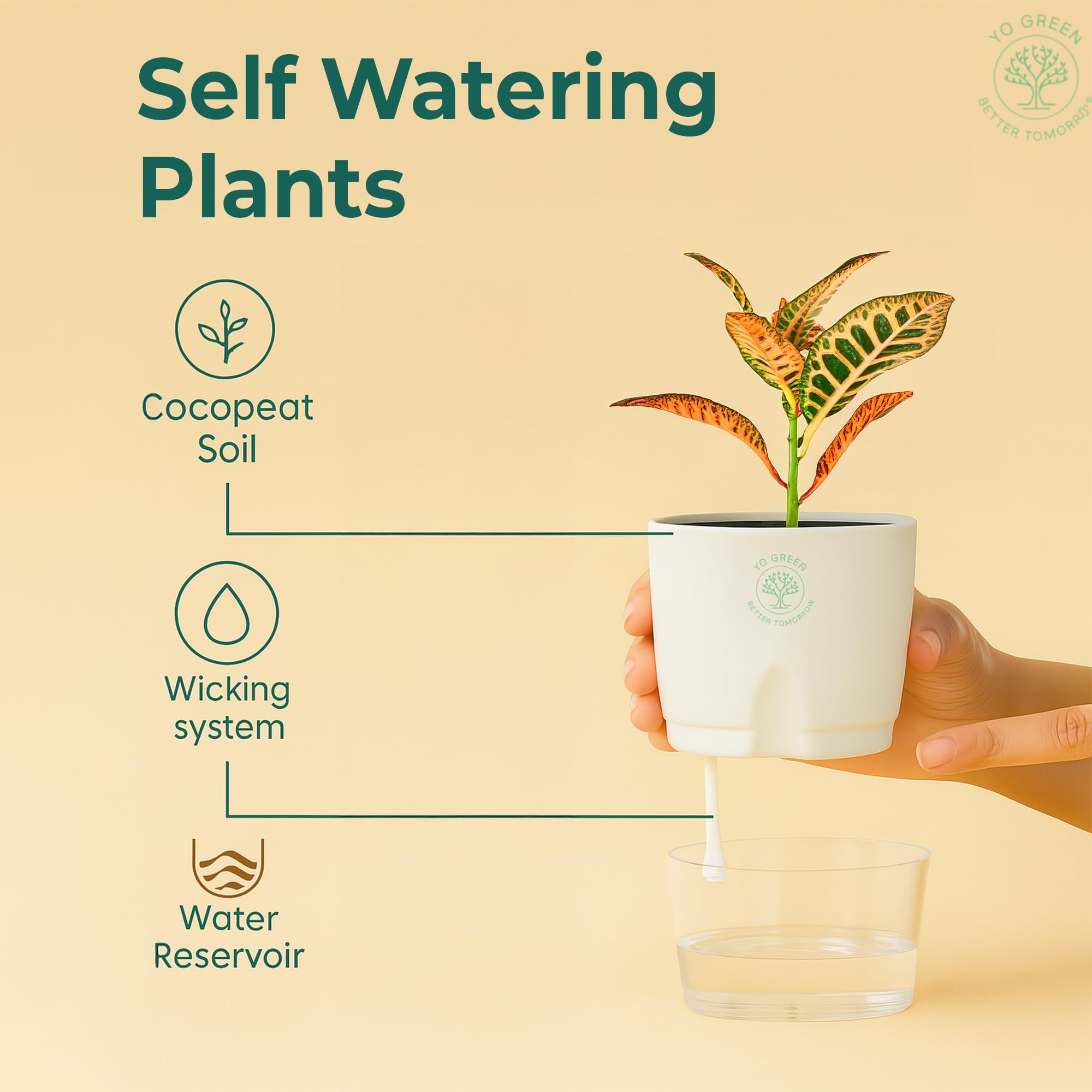 Plants for Living Room - Healthy Indoor Feng Shui Plant, Low Maintenance, Air Purifying