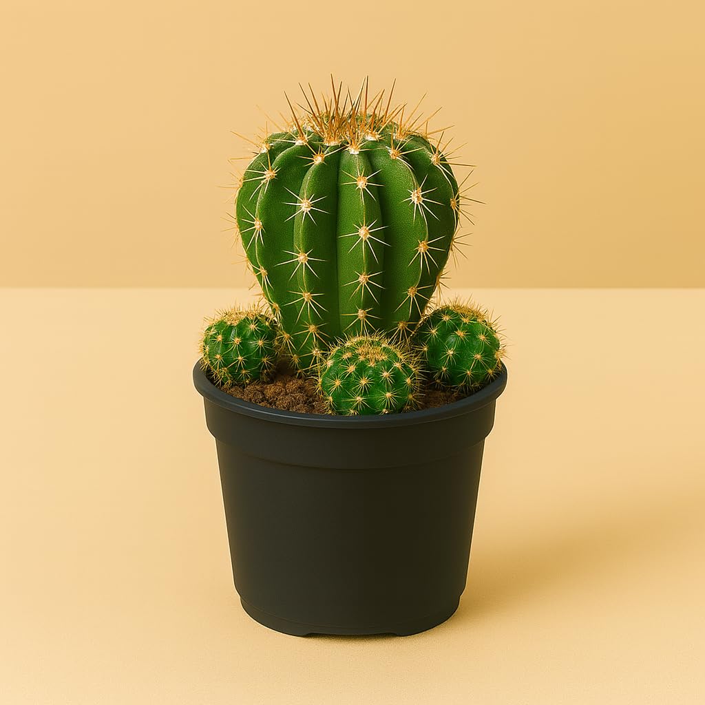 Yo Green succulent plant for Living Room - Healthy Indoor Feng Shui Plant, Low Maintenance, Air Purifying, Home Decor, Gifting, office desk