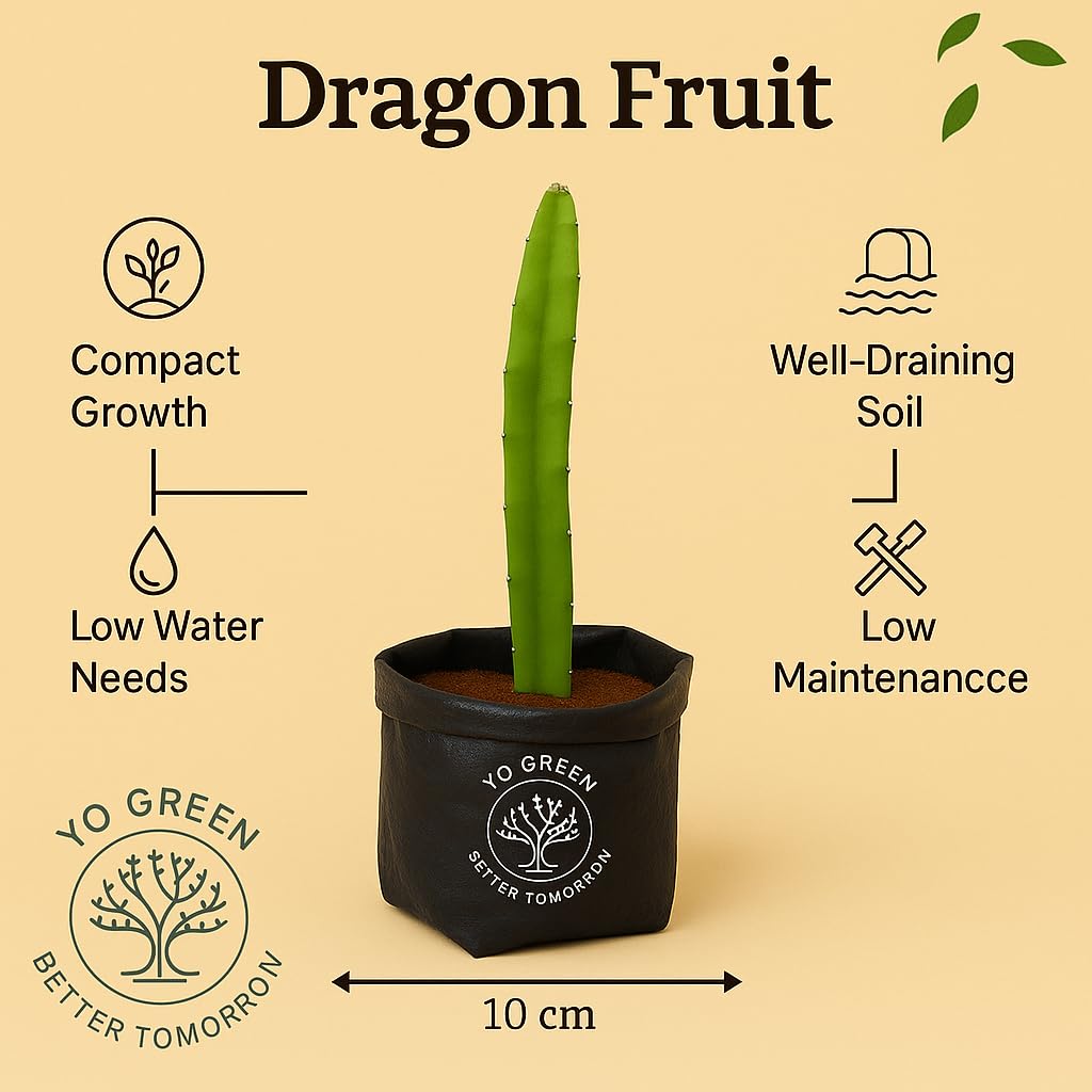 Yo Green High Yield Hybrid All Seasons Tangerine Fruit Tree Live Plant for Home Kitchen Terrace Garden Santre Ka Podha Santre Phal Ka Paudha Grafted Outdoor