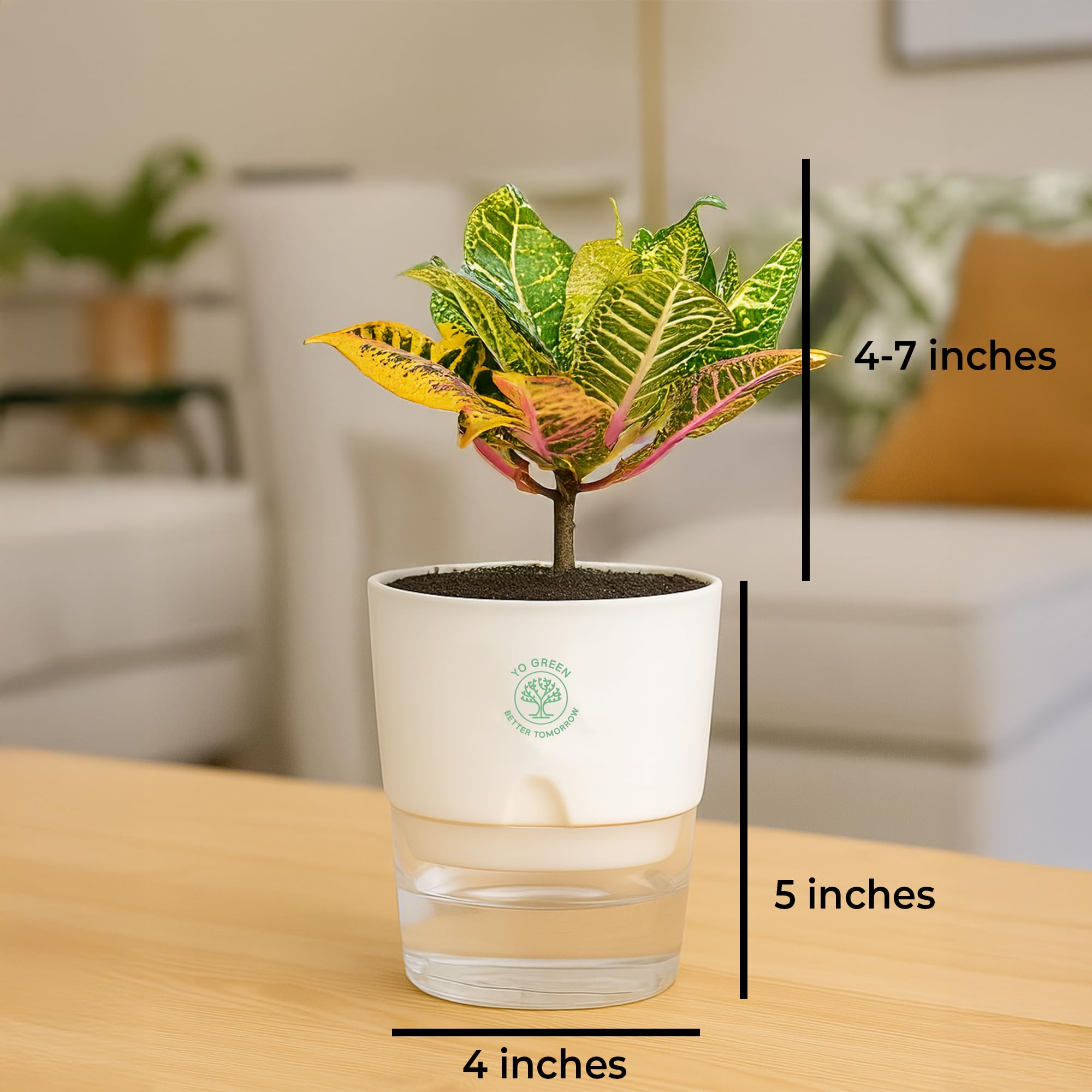 Plants for Living Room - Healthy Indoor Feng Shui Plant, Low Maintenance, Air Purifying