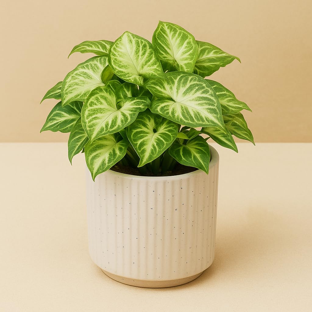 Yo Green Ficus Bonsai Live Plant Indoor - Perfect Bonsai Plant for Home Indoor -Bonsai Tree for Office, Bonsai Plants Gift for Beginners (10 inches-12 inches)