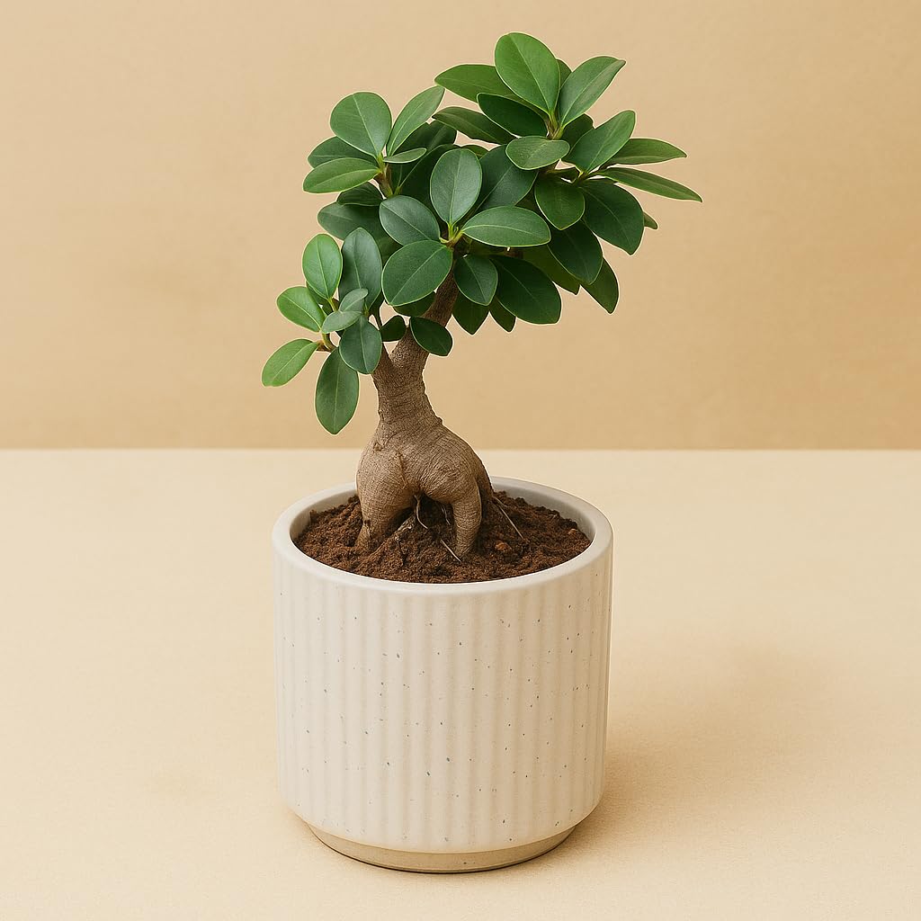 Yo Green Ficus Bonsai Live Plant Indoor - Perfect Bonsai Plant for Home Indoor -Bonsai Tree for Office, Bonsai Plants Gift for Beginners (10 inches-12 inches)