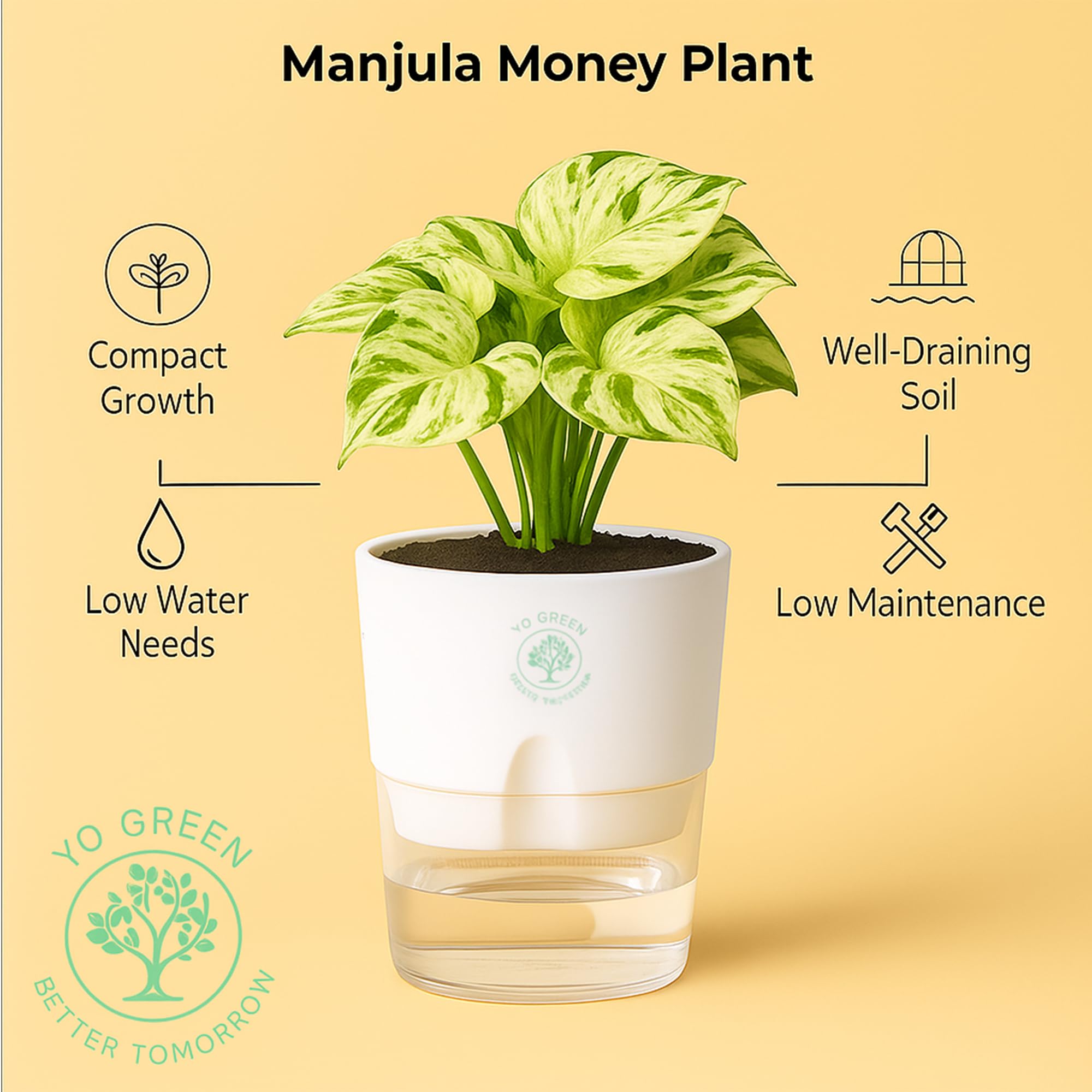 Plants for Living Room - Healthy Indoor Feng Shui Plant, Low Maintenance, Air Purifying