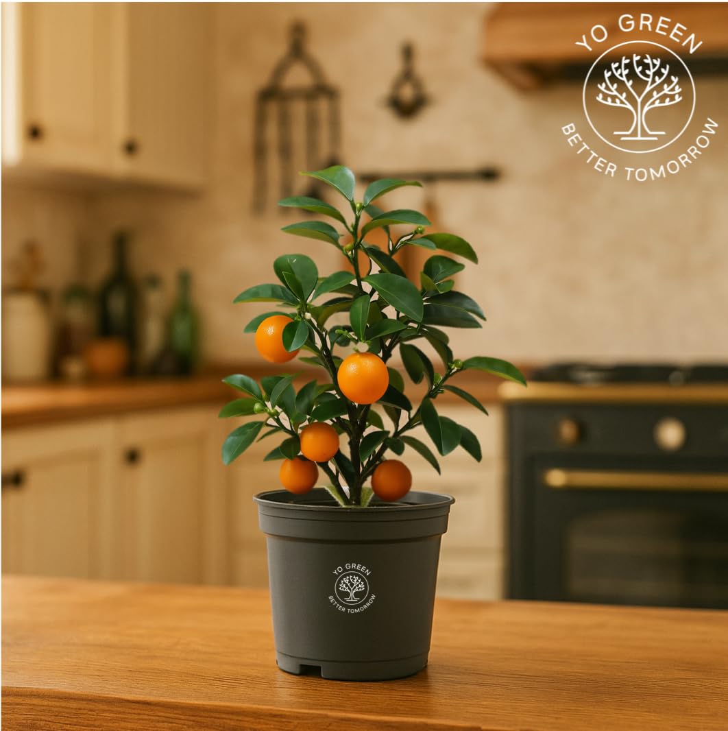 Yo Green High Yield Hybrid All Seasons Tangerine Fruit Tree Live Plant for Home Kitchen Terrace Garden Santre Ka Podha Santre Phal Ka Paudha Grafted Outdoor