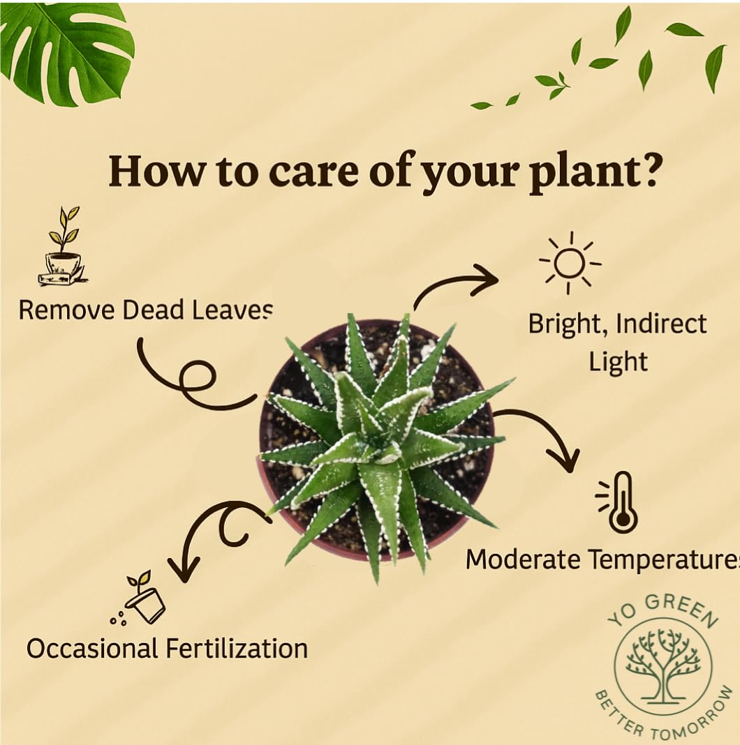 Yo Green succulent plant for Living Room - Healthy Indoor Feng Shui Plant, Low Maintenance, Air Purifying, Home Decor, Gifting, office desk
