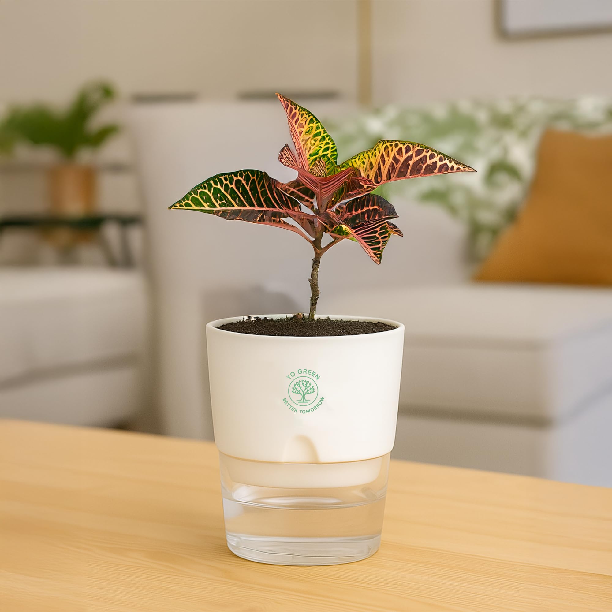 Plants for Living Room - Healthy Indoor Feng Shui Plant, Low Maintenance, Air Purifying