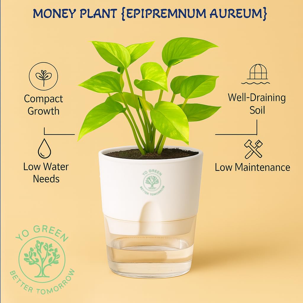 Plants for Living Room - Healthy Indoor Feng Shui Plant, Low Maintenance, Air Purifying