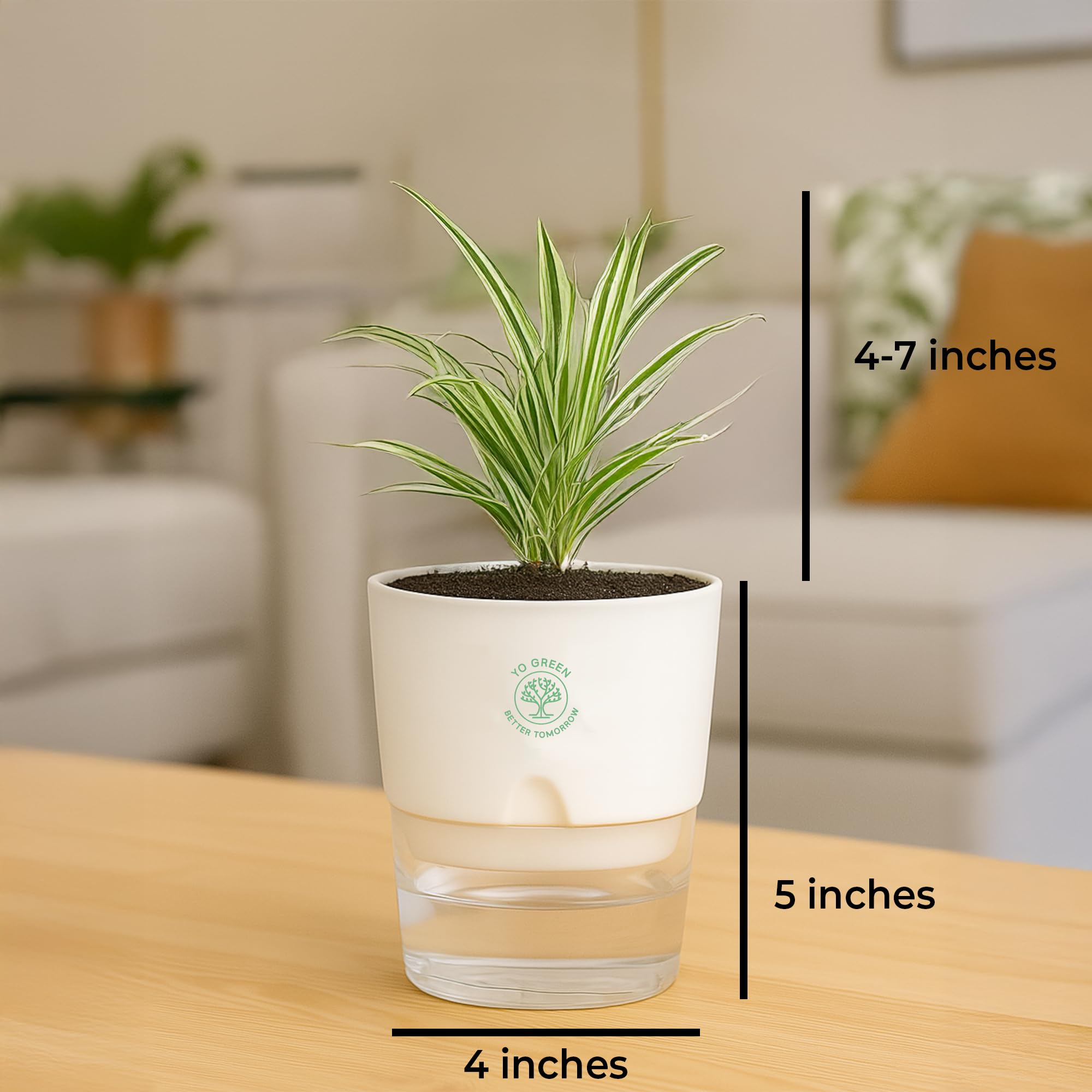 Plants for Living Room - Healthy Indoor Feng Shui Plant, Low Maintenance, Air Purifying