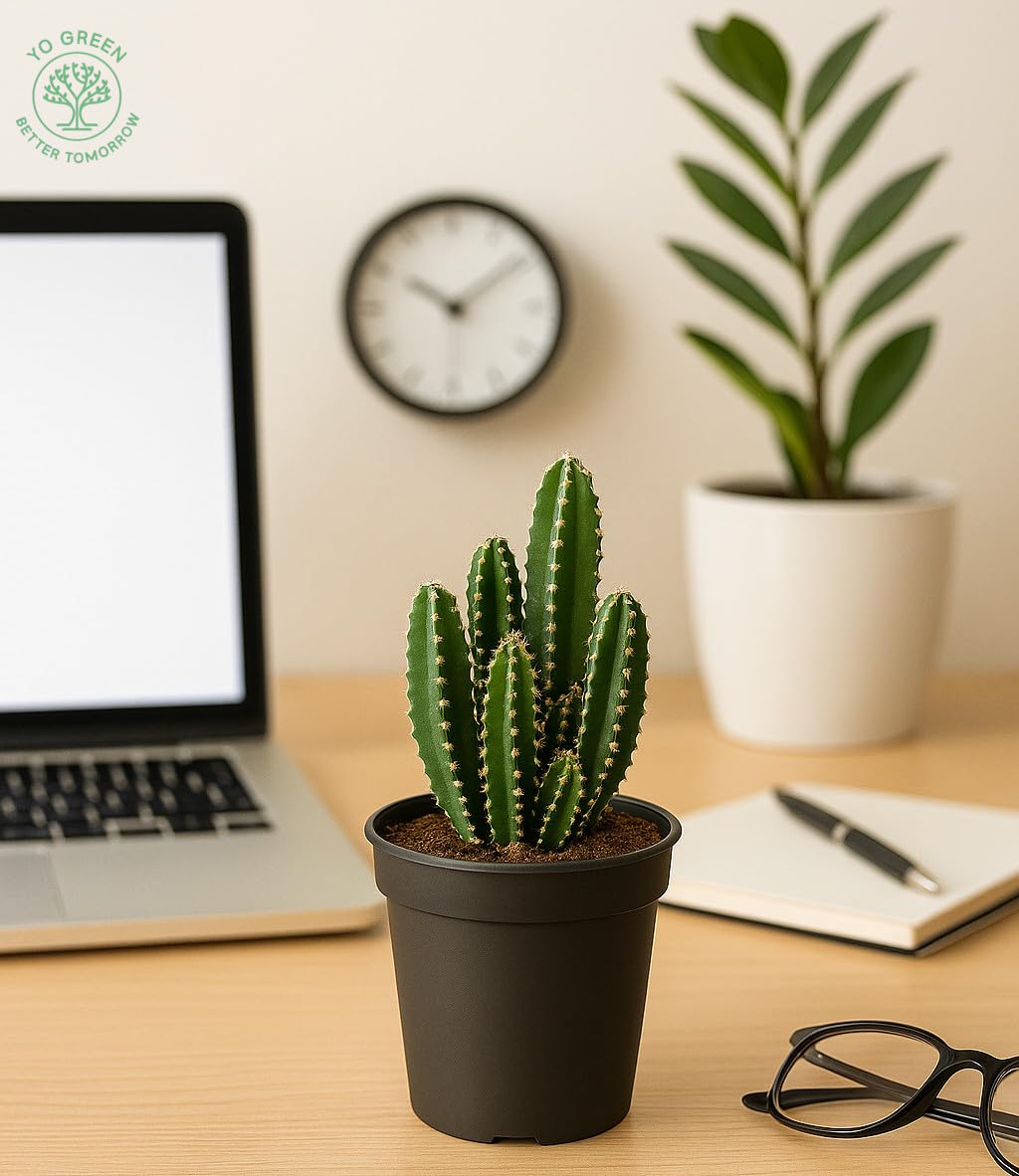 Yo Green succulent plant for Living Room - Healthy Indoor Feng Shui Plant, Low Maintenance, Air Purifying, Home Decor, Gifting, office desk