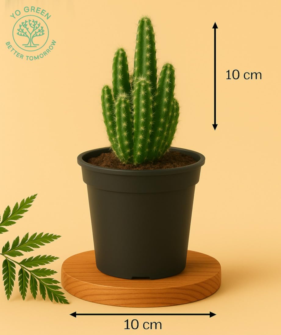 Yo Green succulent plant for Living Room - Healthy Indoor Feng Shui Plant, Low Maintenance, Air Purifying, Home Decor, Gifting, office desk