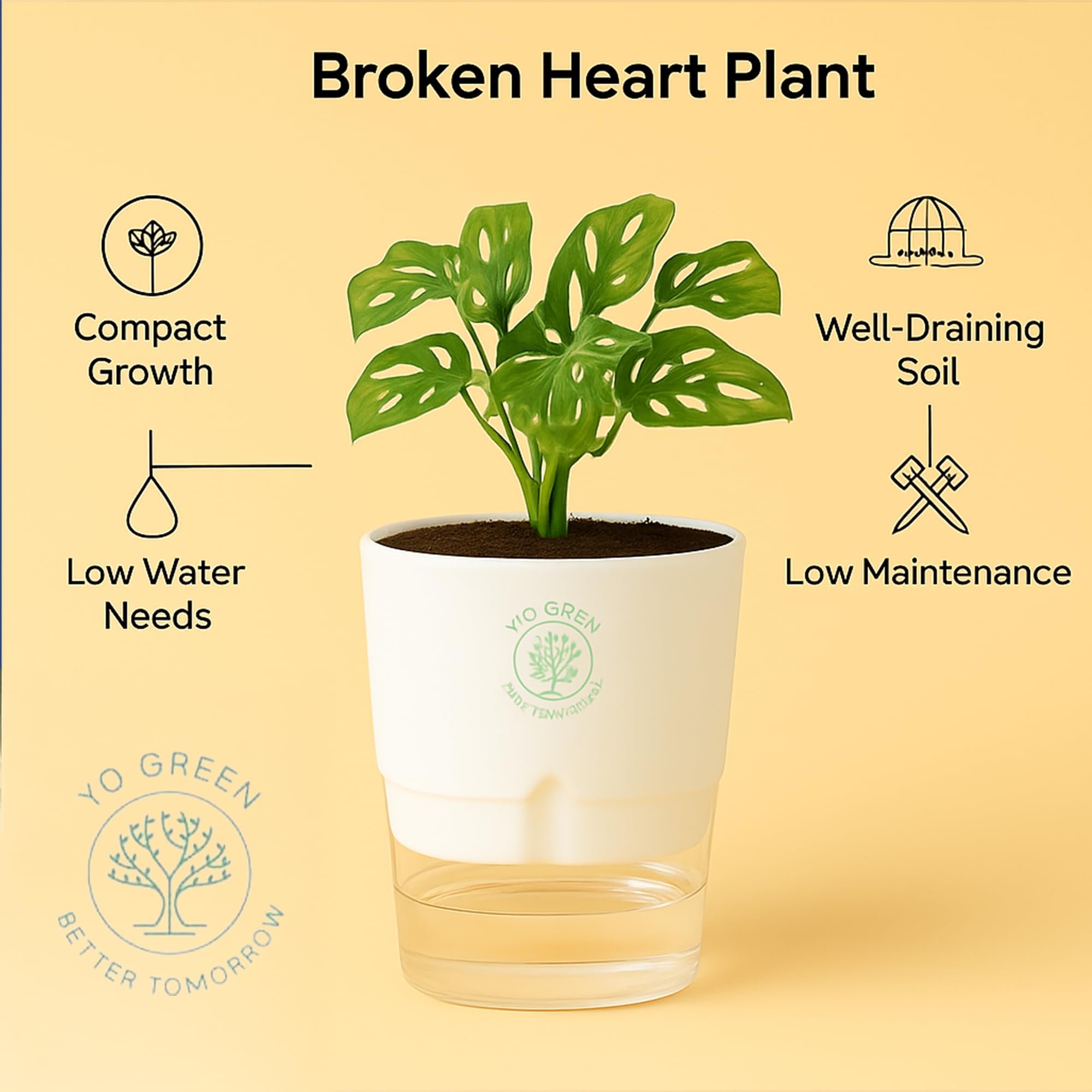 Plants for Living Room - Healthy Indoor Feng Shui Plant, Low Maintenance, Air Purifying
