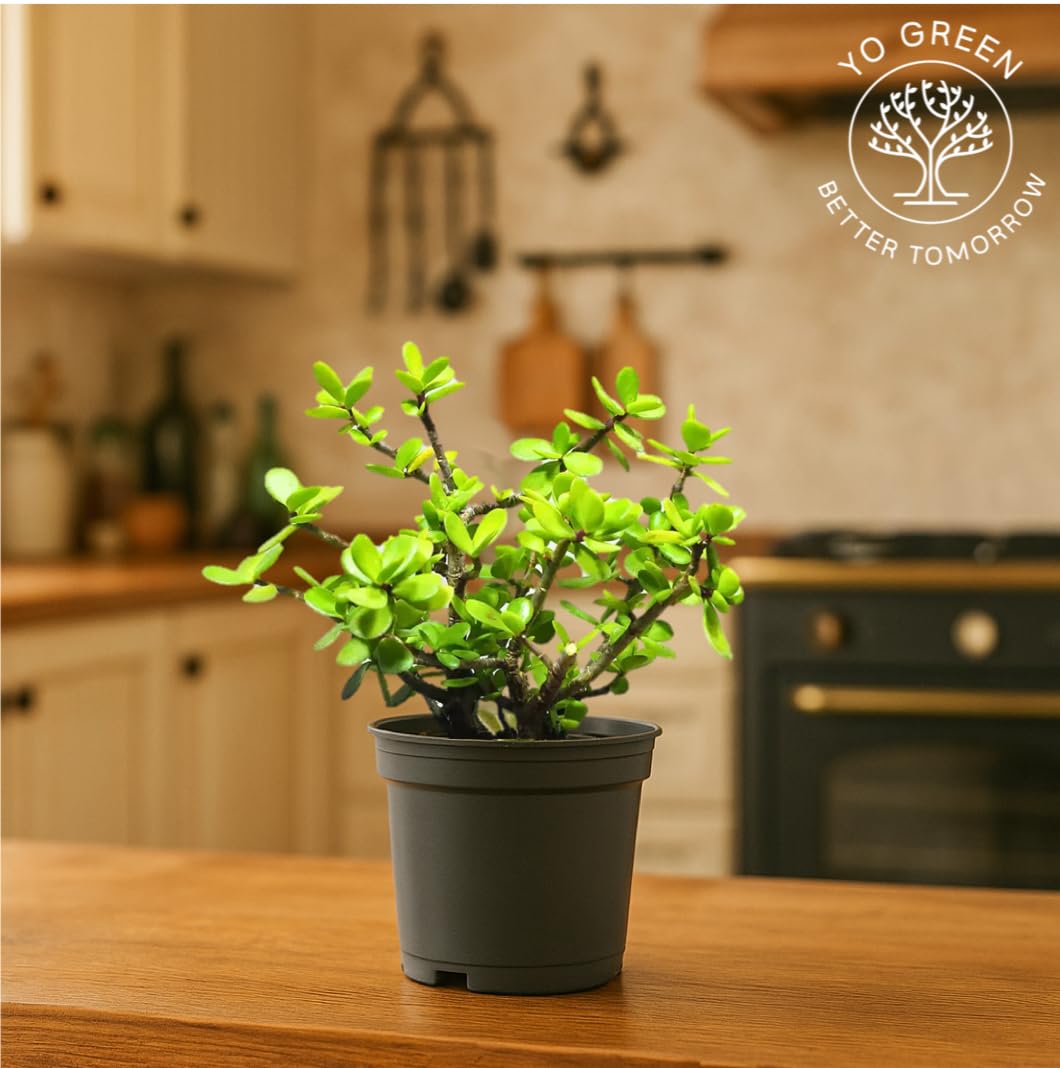 Yo Green succulent plant for Living Room - Healthy Indoor Feng Shui Plant, Low Maintenance, Air Purifying, Home Decor, Gifting, office desk