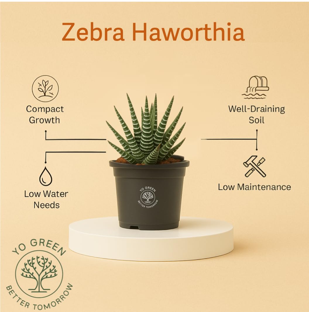 Yo Green succulent plant for Living Room - Healthy Indoor Feng Shui Plant, Low Maintenance, Air Purifying, Home Decor, Gifting, office desk