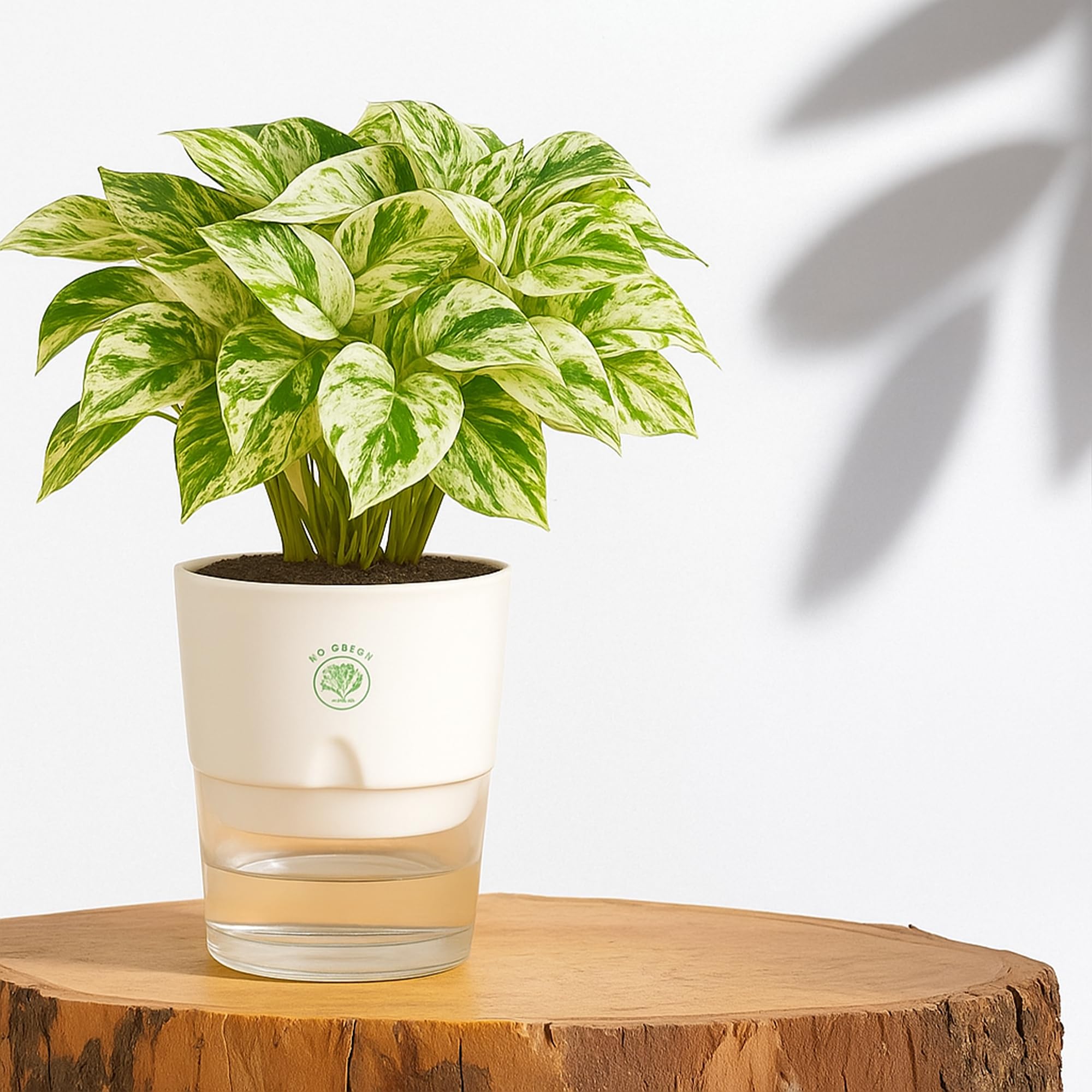 Plants for Living Room - Healthy Indoor Feng Shui Plant, Low Maintenance, Air Purifying
