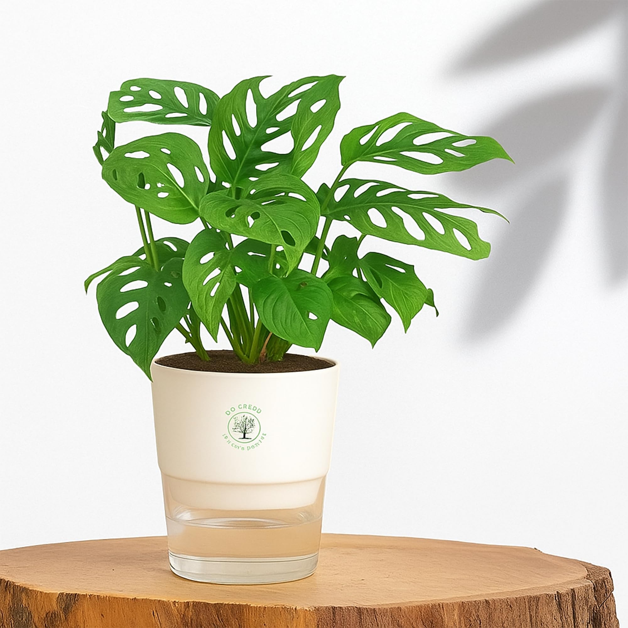 Plants for Living Room - Healthy Indoor Feng Shui Plant, Low Maintenance, Air Purifying