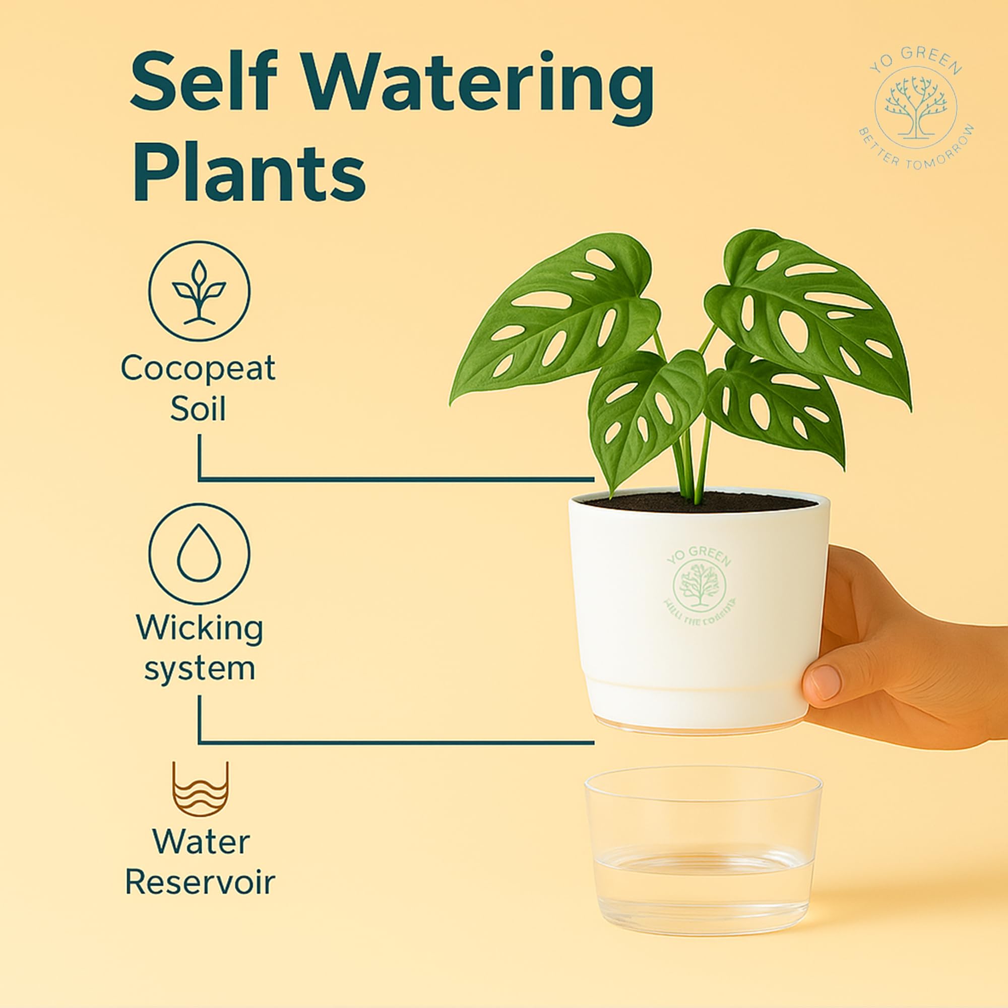 Plants for Living Room - Healthy Indoor Feng Shui Plant, Low Maintenance, Air Purifying