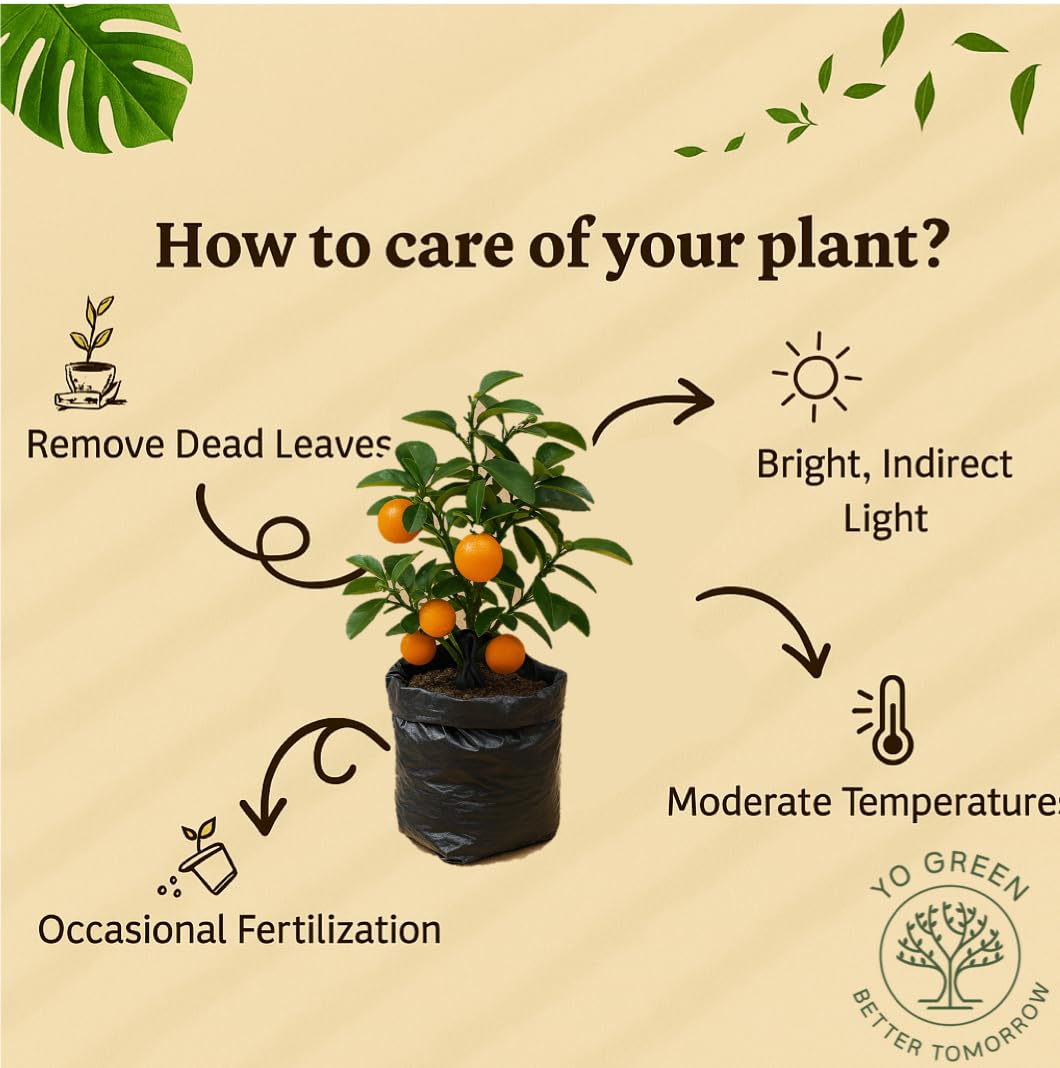 Yo Green High Yield Hybrid All Seasons Tangerine Fruit Tree Live Plant for Home Kitchen Terrace Garden Santre Ka Podha Santre Phal Ka Paudha Grafted Outdoor