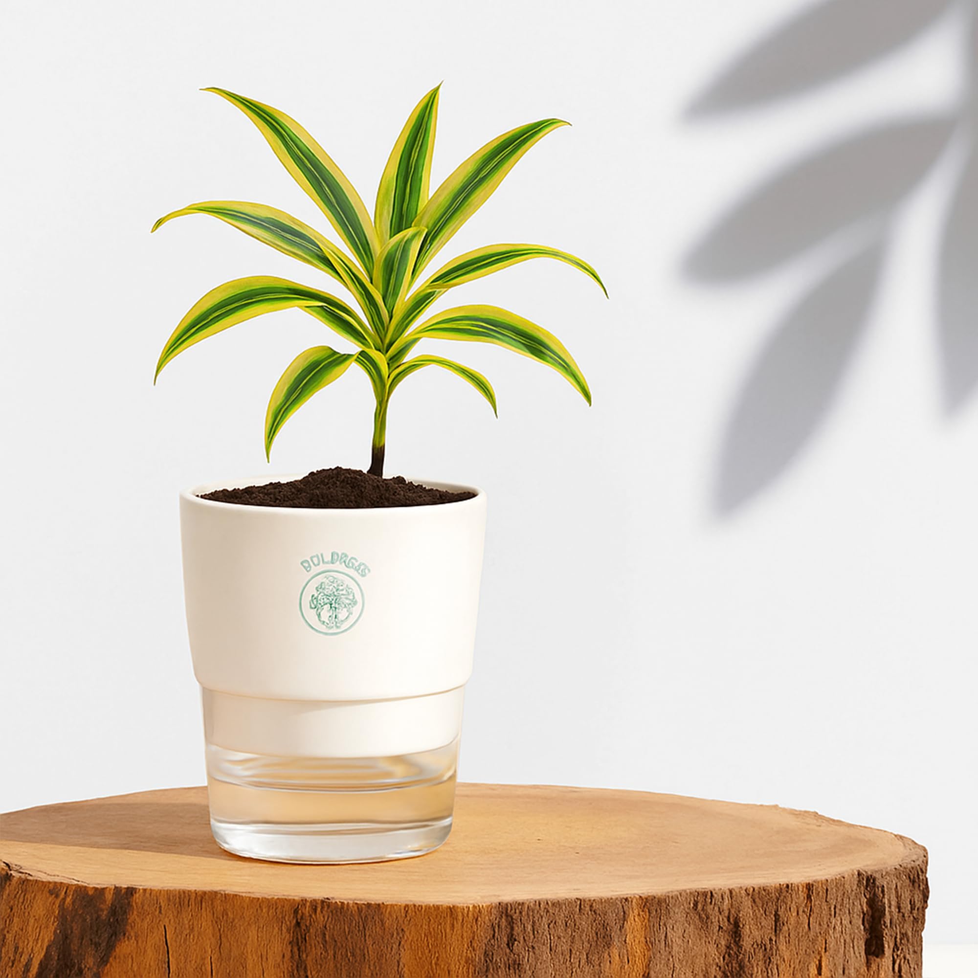 Plants for Living Room - Healthy Indoor Feng Shui Plant, Low Maintenance, Air Purifying